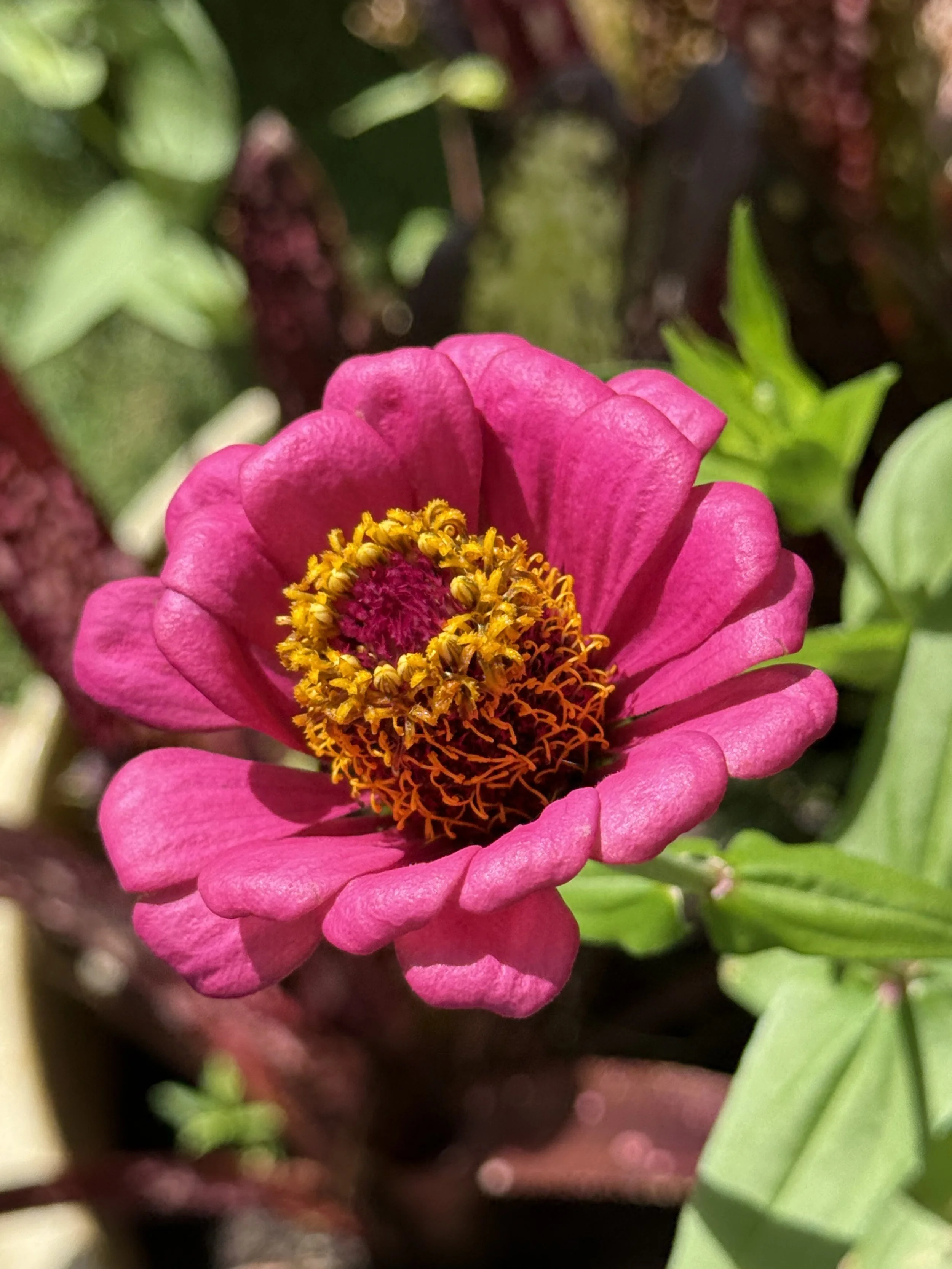 Zinnia Elegans