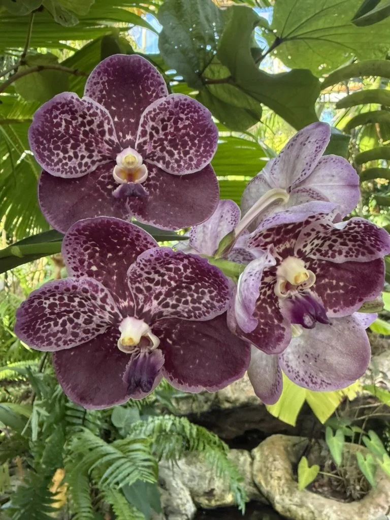 Vanda Gordon Dillon.jpeg