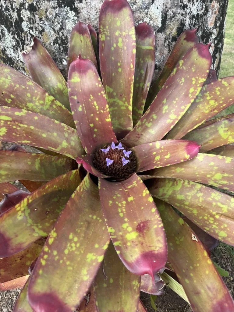 Neoregelia Bromeliad Maroon.jpeg