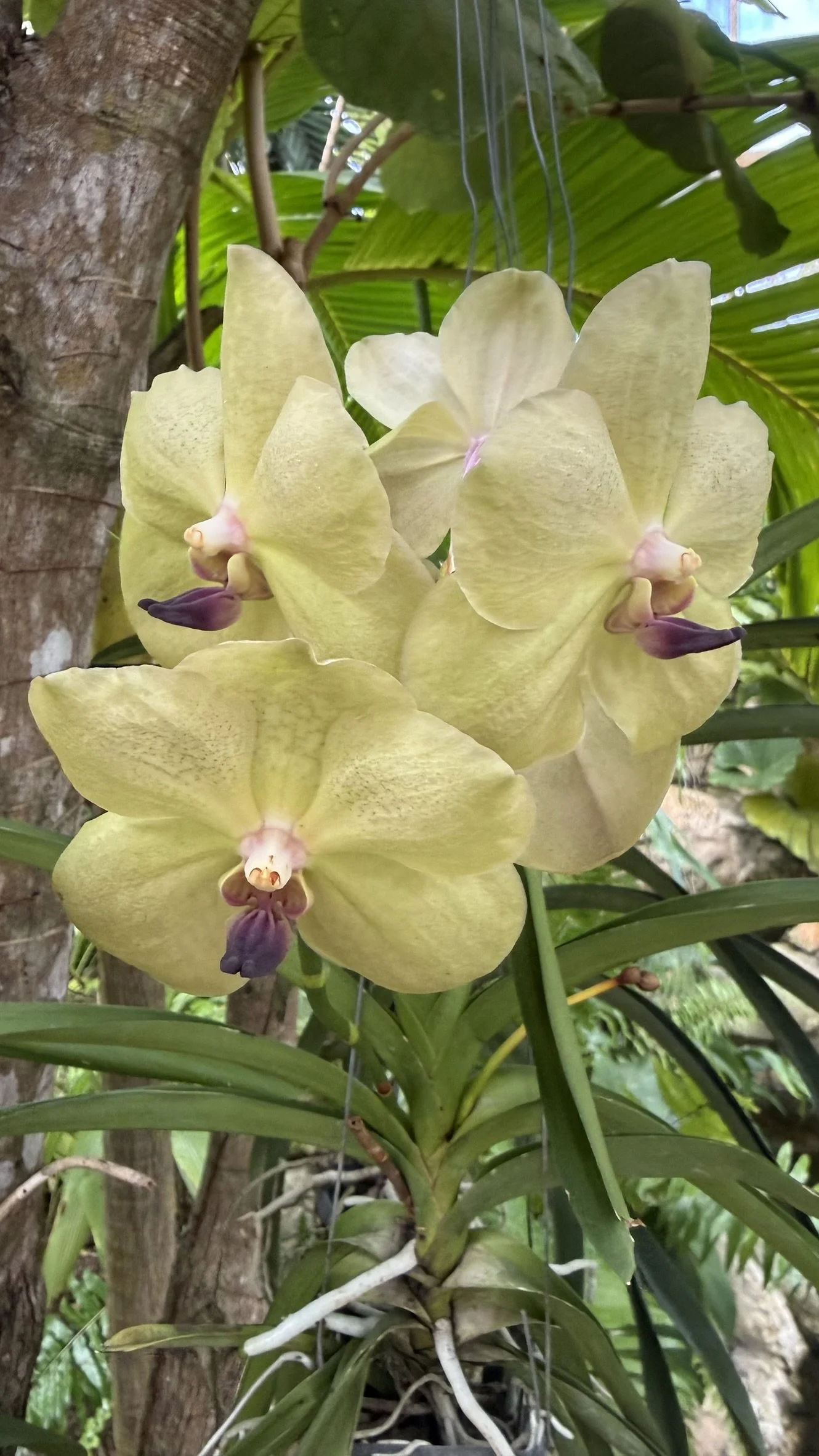 %22Vanda Somsri Gold%22 .jpeg
