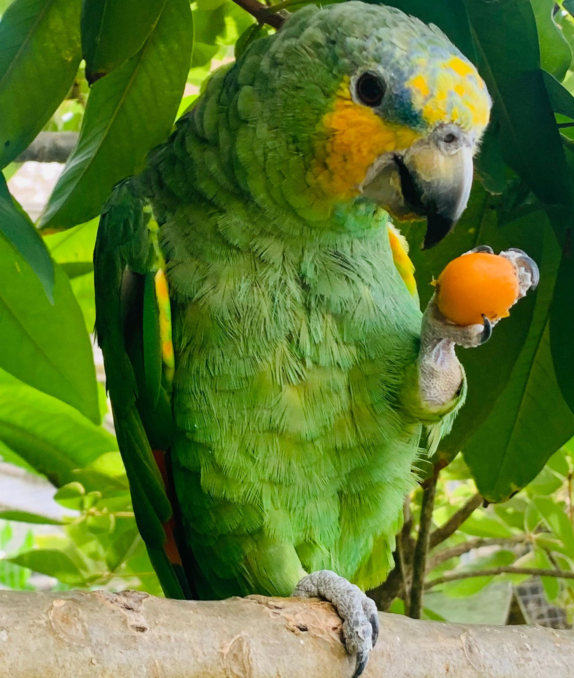 Amazonian Parrot