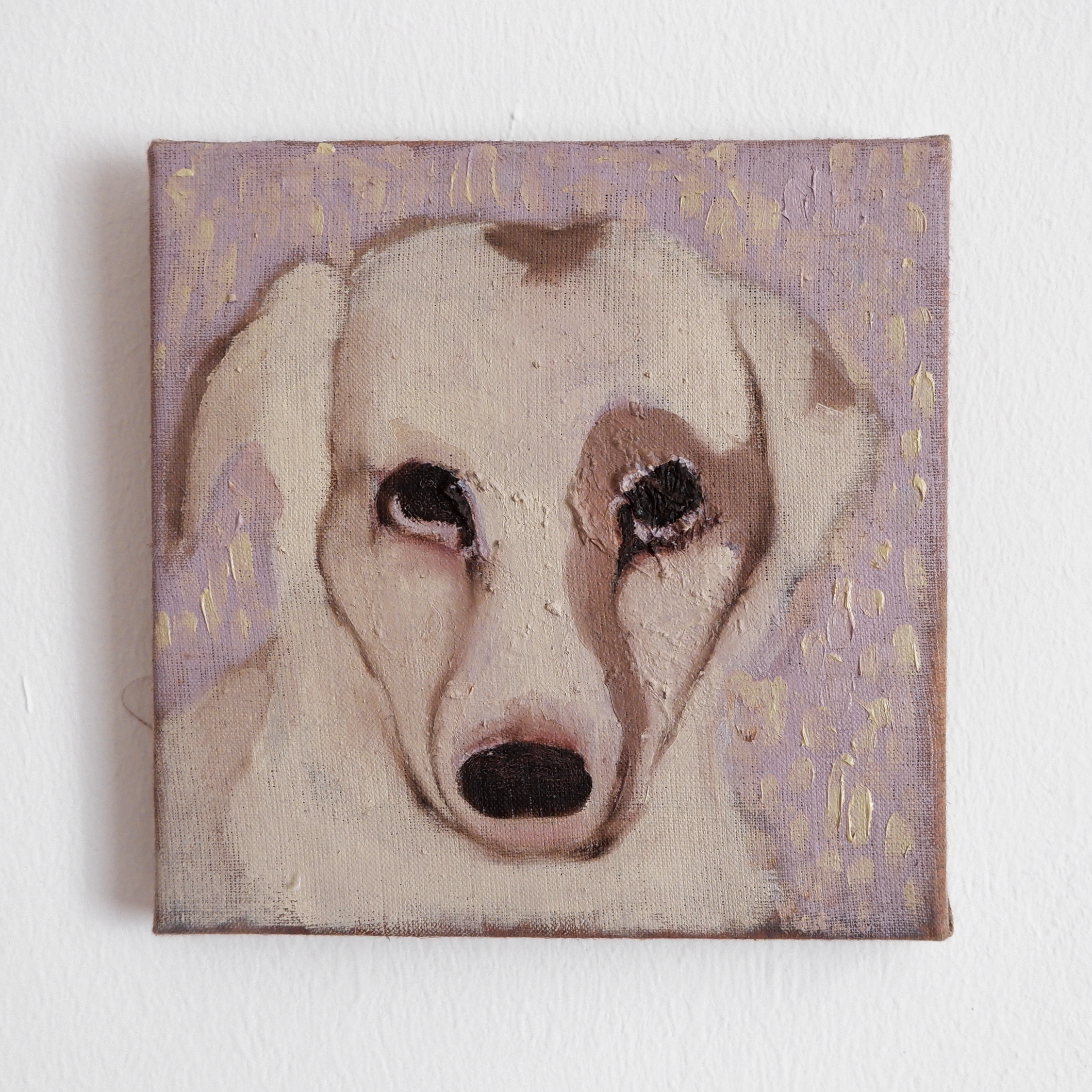 Sad stray dog with pink rain