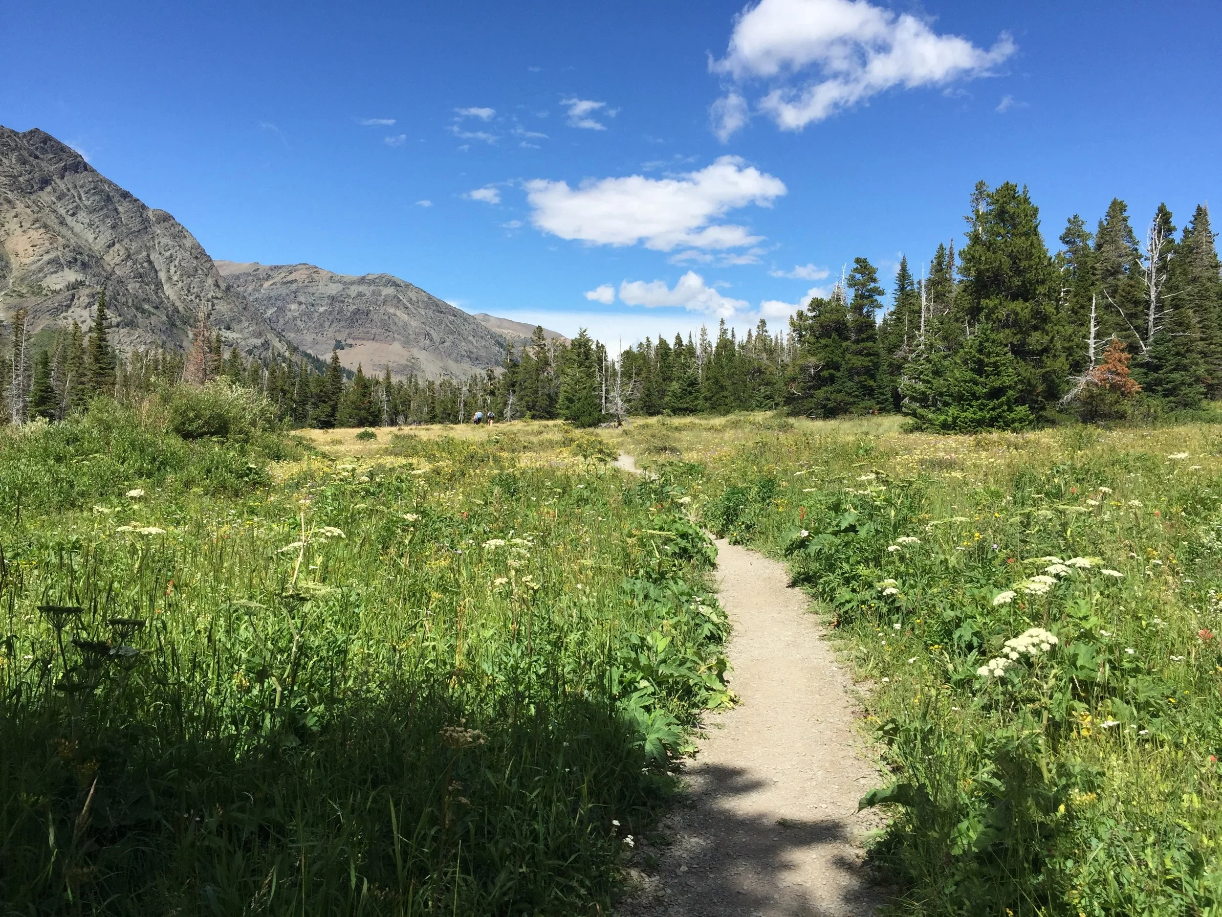 A dirt trail running through a grassy meadow with wildflowers, surrounded by green trees, with mountains in the background and a partly cloudy sky above.