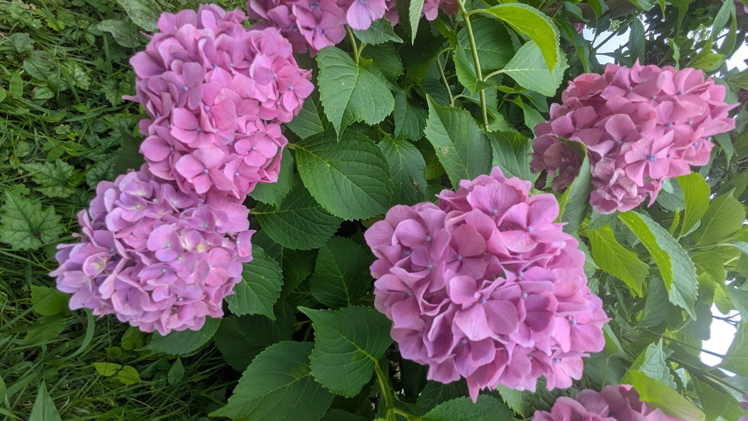 Clusters of pink hydrangea flowers with green leaves surrounding them.