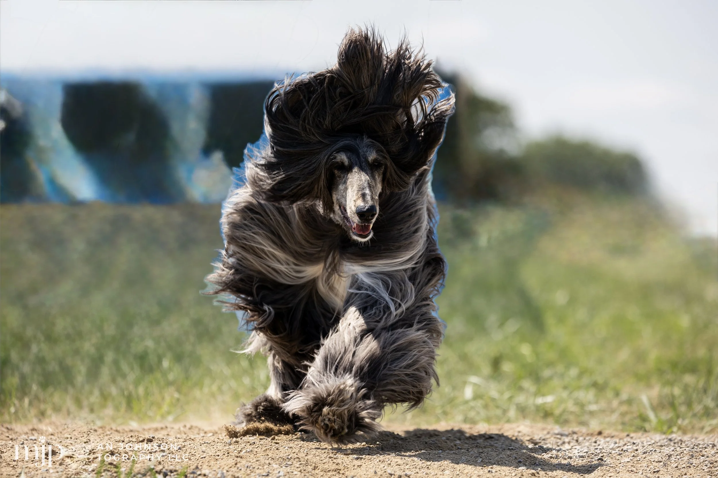 Brinkley FastCat