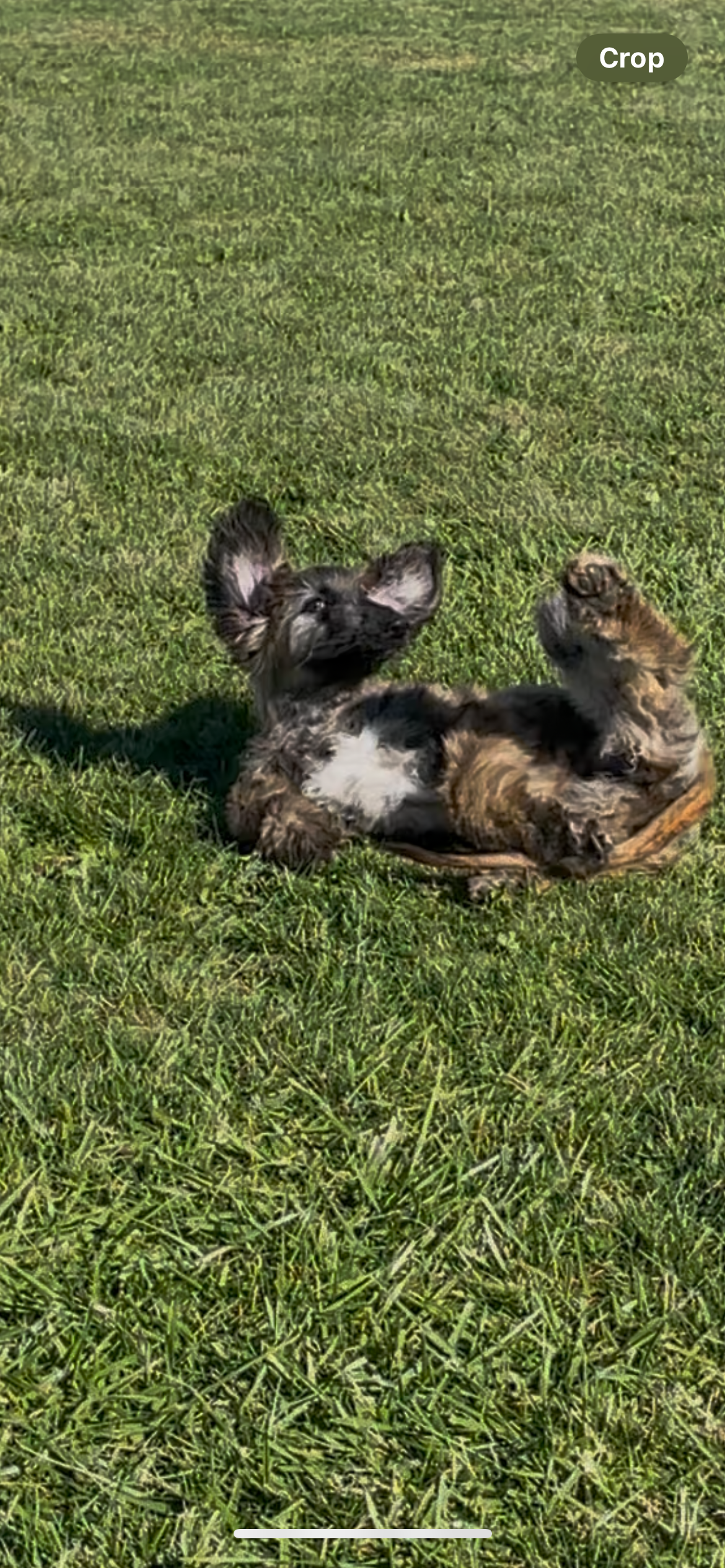 NImmy