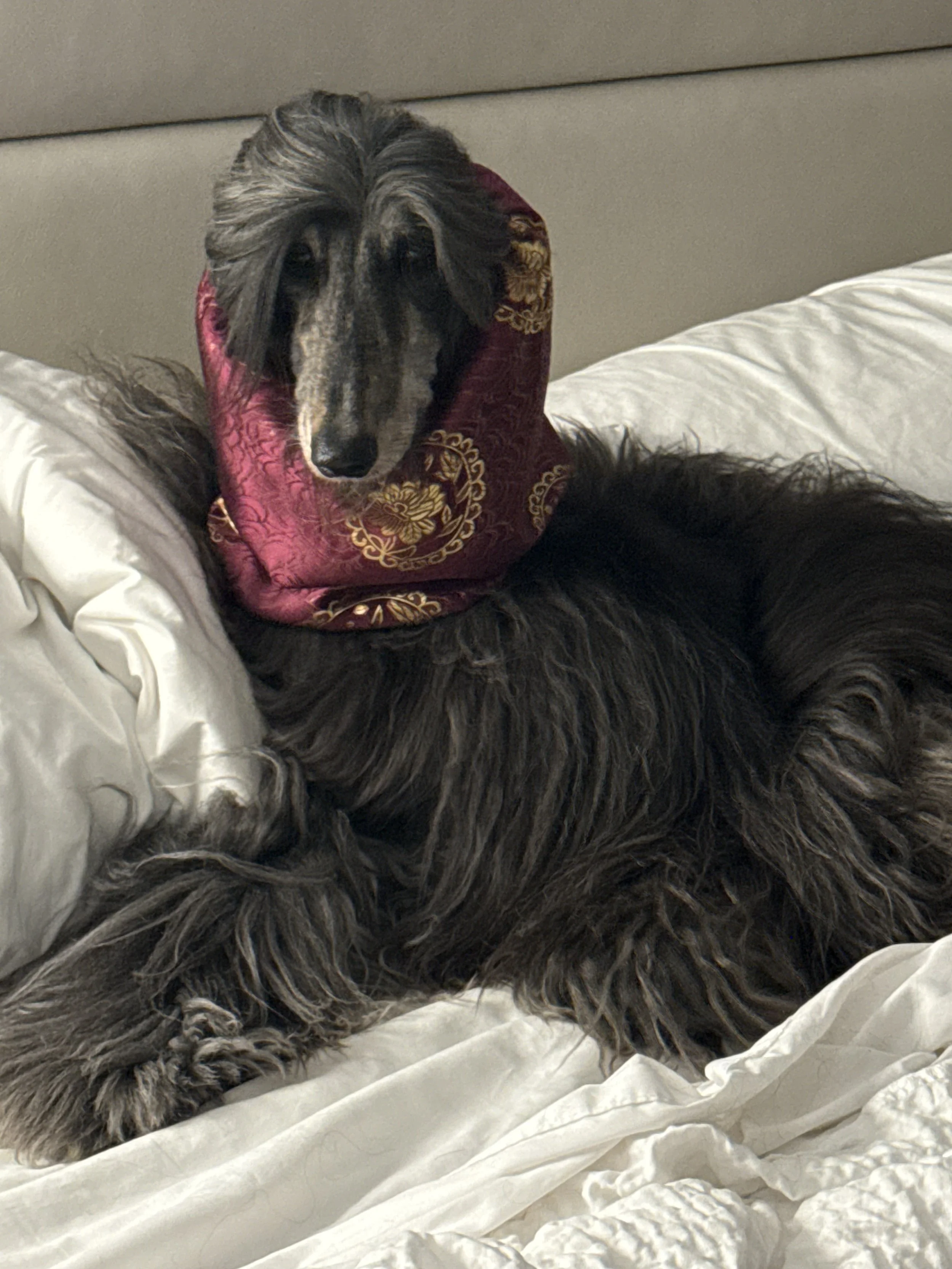 A dog with a long, dark fur coat and a grey face, wearing a pink and gold embroidered hood, lying on a white bed.