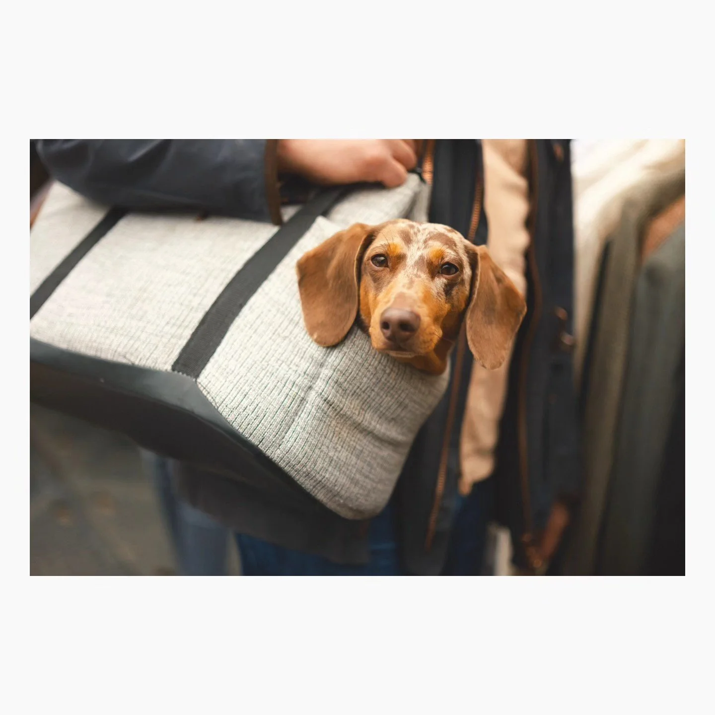 Some extra dog photos that didn't make the first post 

&bull;
&bull;
&bull;
&bull;
&bull;

#fujixt5 #fuji33mmf14 #filmsimulation #fujifeed #fujiframez #fujifilm_global #fujixseries #fujifilm_global #streetphotographers #streetphotography #bnwstreet 
