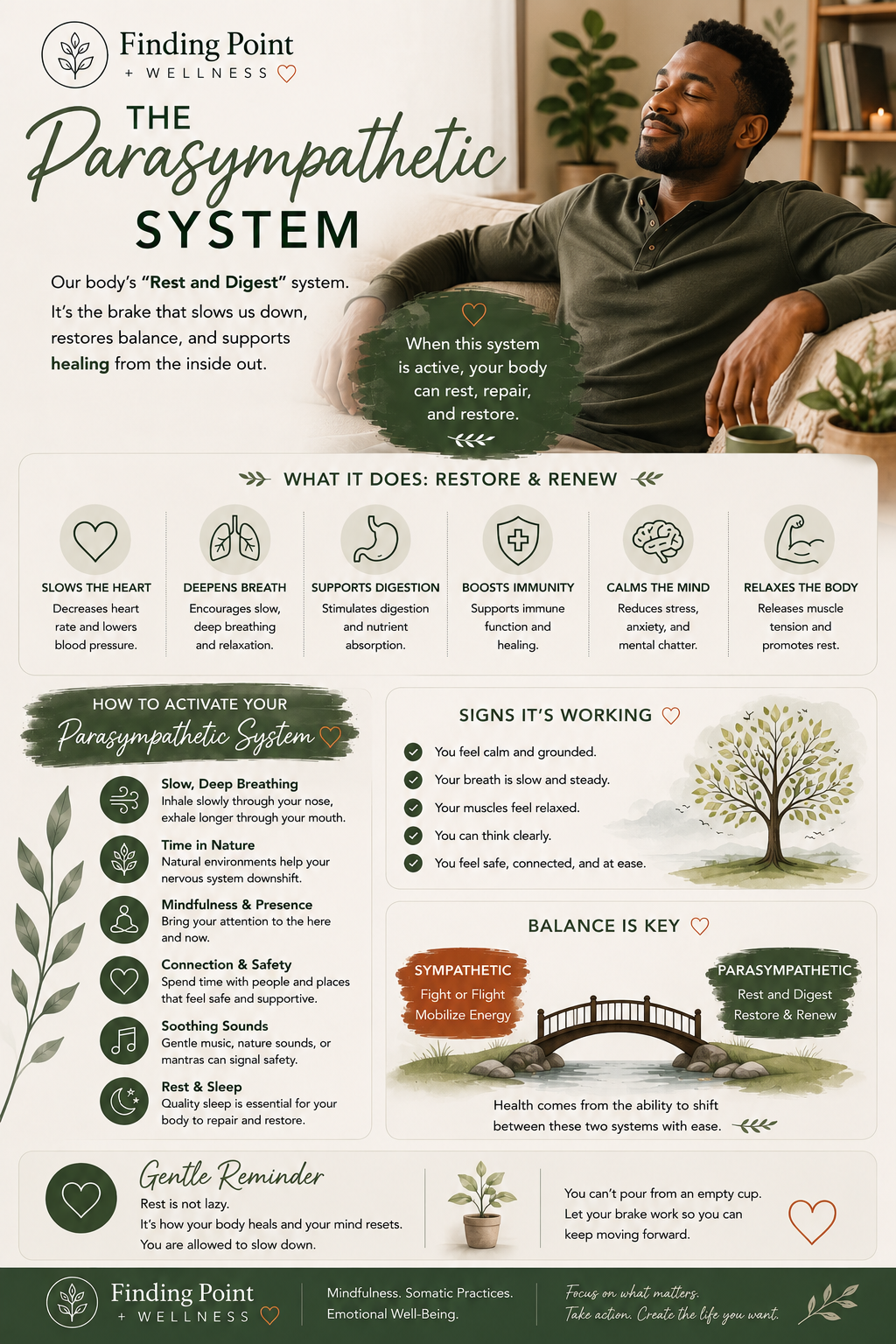 The Parasympathetic System