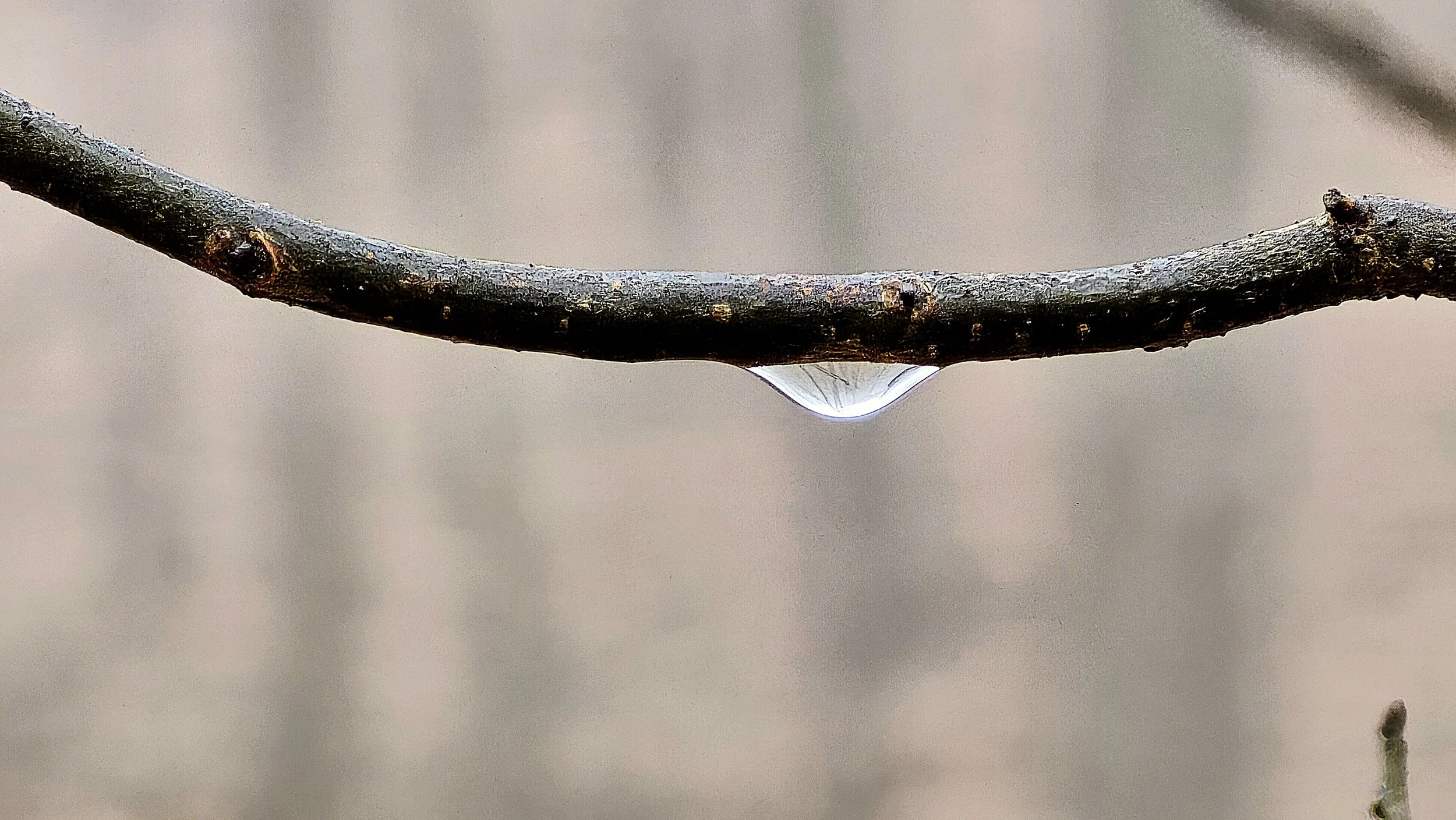 water droplet on small branch