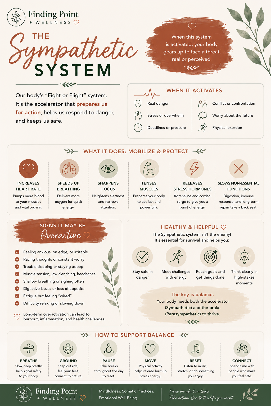 The Sympathetic System