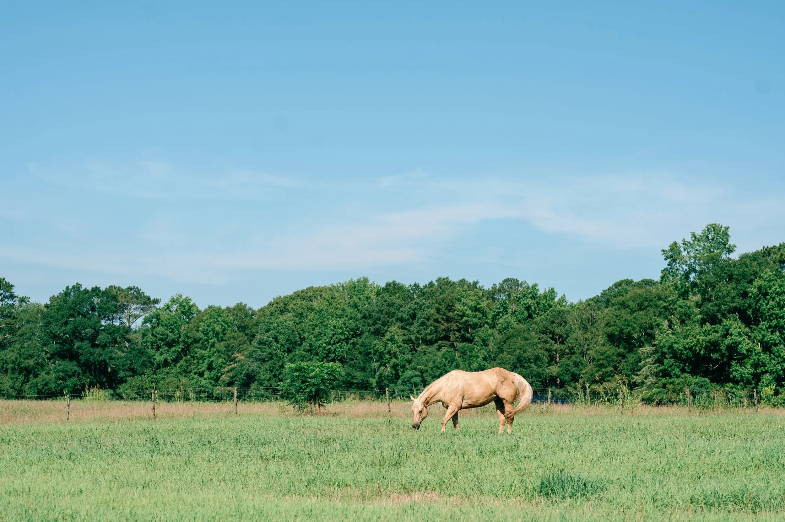 Horse Wellness at Lake Oconee Equestrian