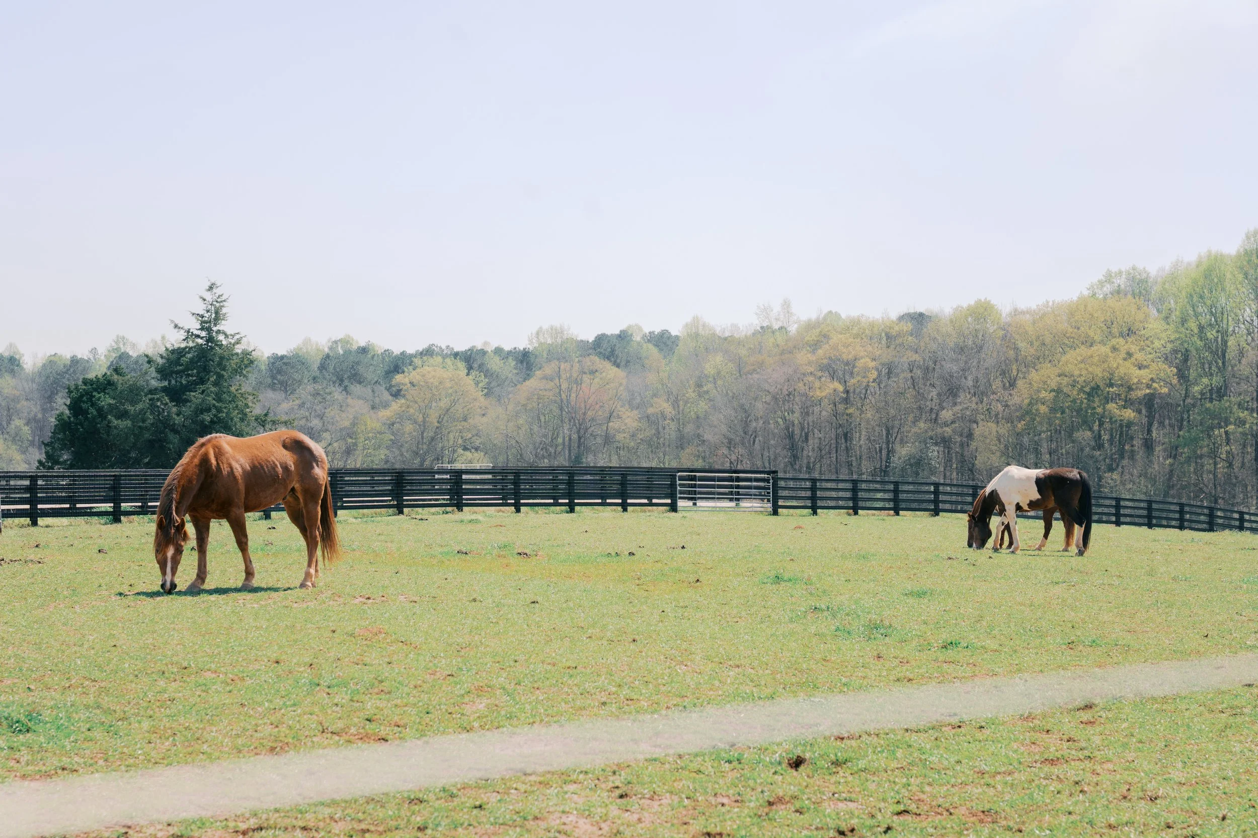 A Morning at Lake Oconee Equestrian