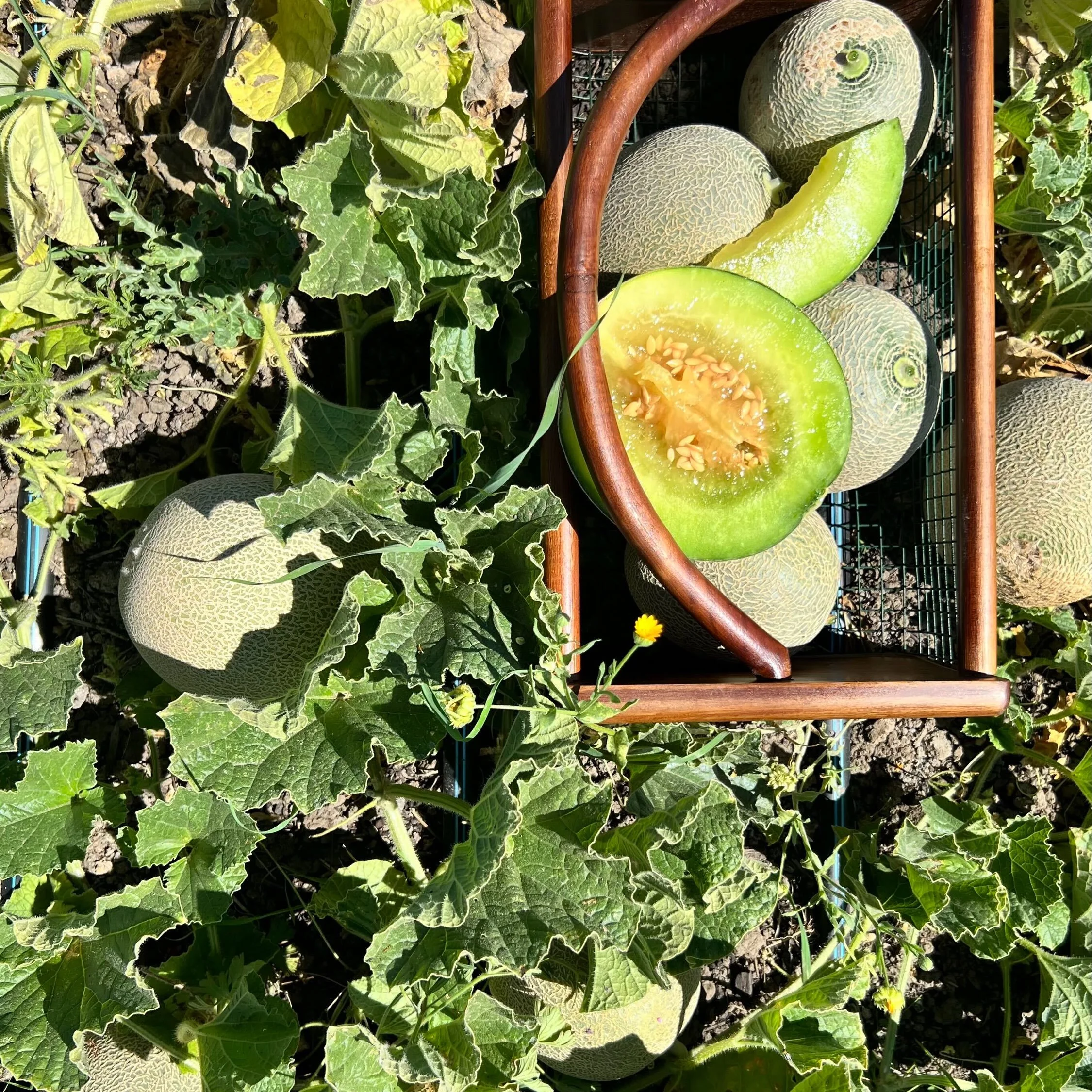 Meet Ichiba Kouji. 🍈 

Netted on the outside, glowing green on the inside, and almost too pretty to cut into. Almost.

These little beauties are sweet, delicate, and officially one of our favorite things growing at M. Ellen&rsquo;s right now.

Consi
