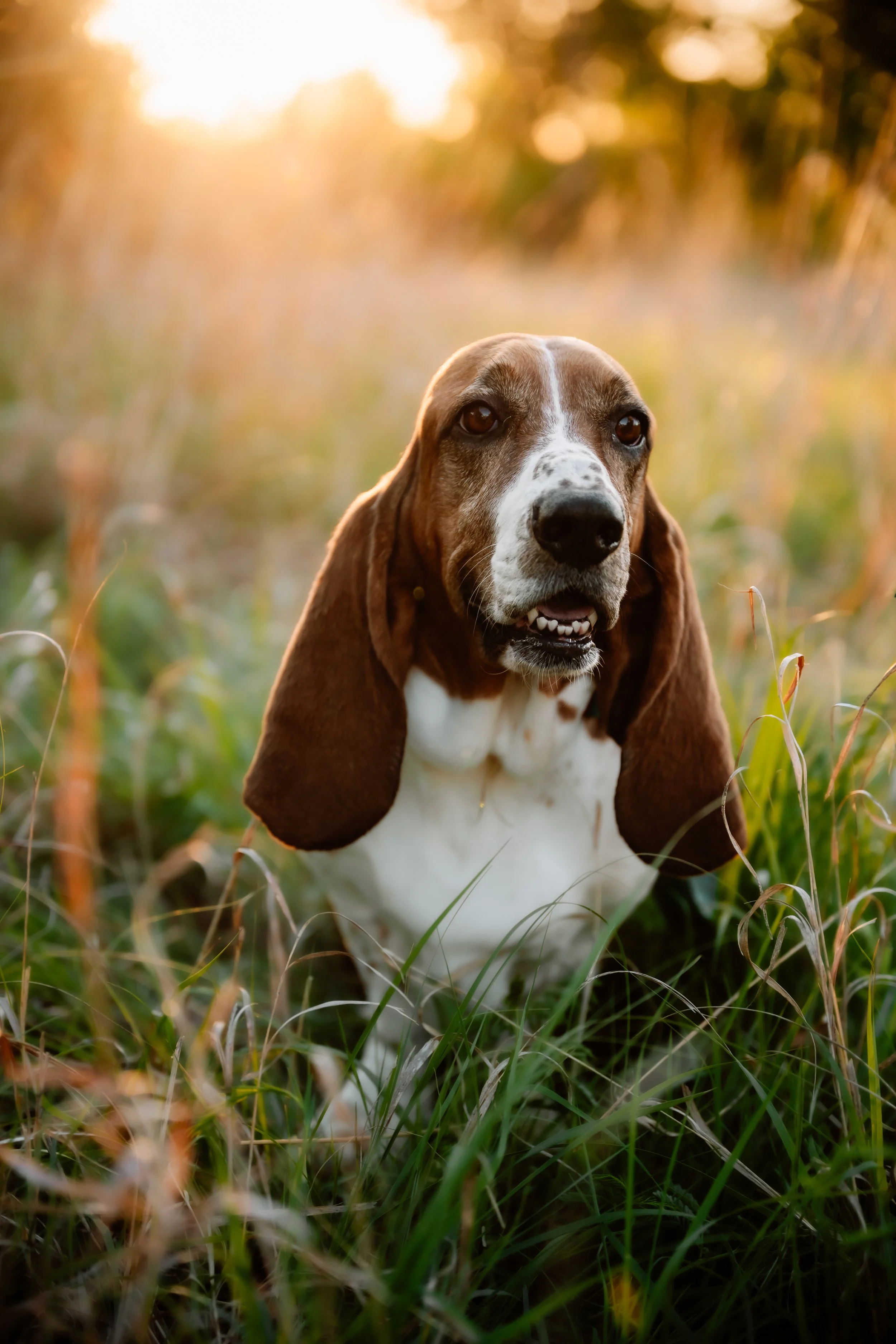 A Basset Hound dog with long ears and droopy eyes sitting in tall grass during sunset or sunrise.