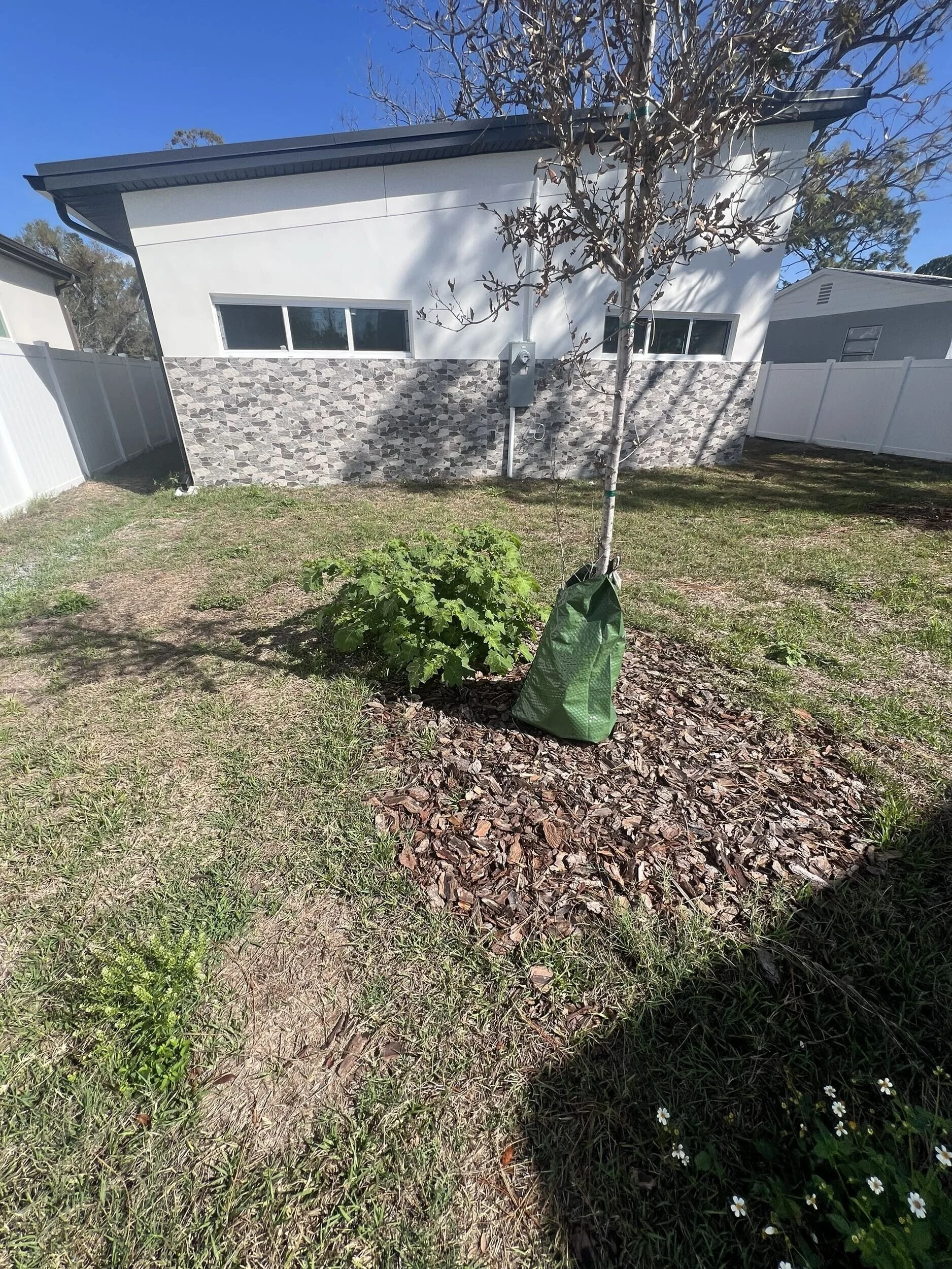 A backyard with a small tree and a patch of grass, bordered by a white fence. The house is white with a stone accent wall, and two horizontal windows are visible. The sky is clear and blue.