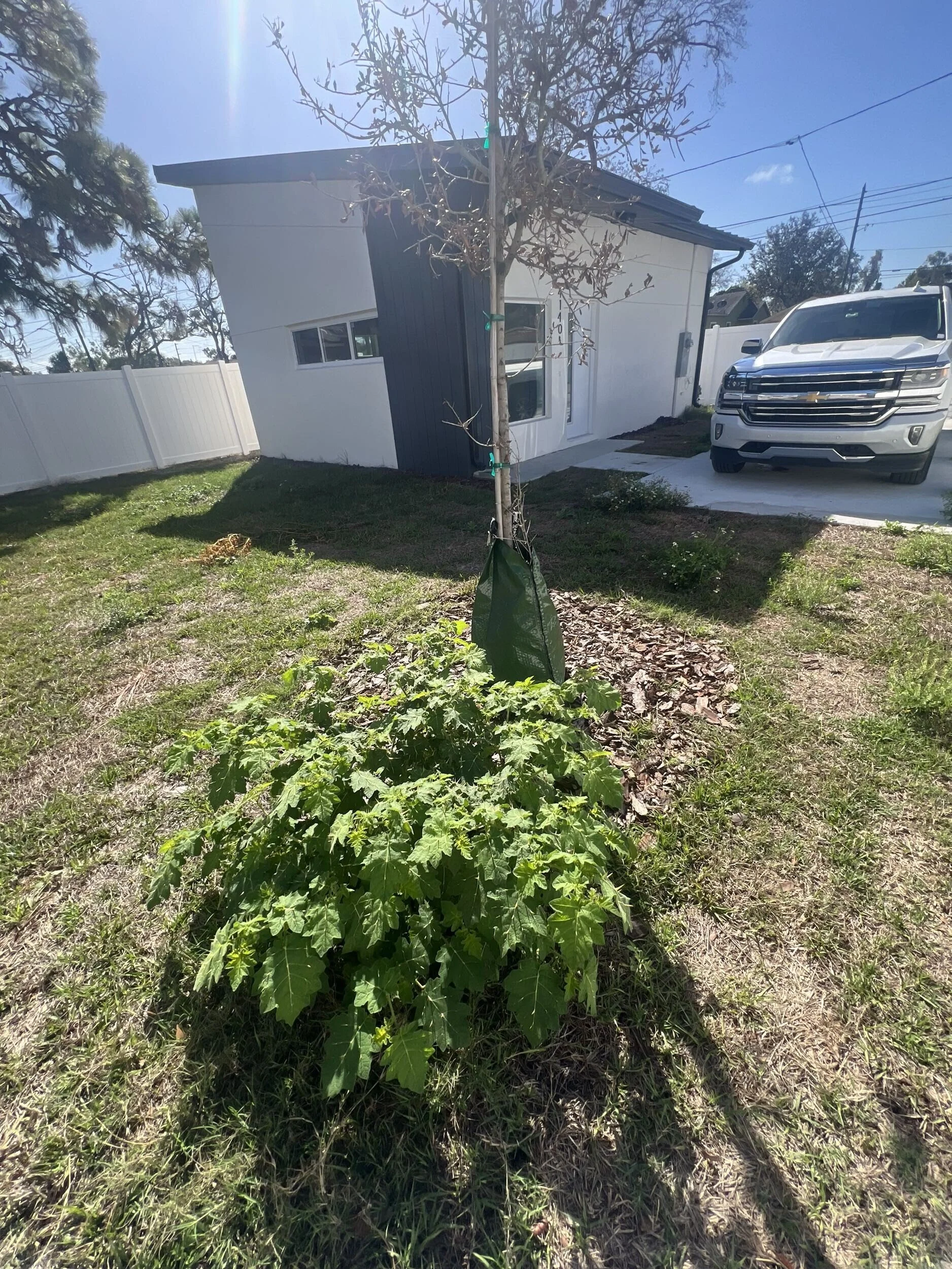 A young, leafless tree planted in a grassy yard in front of a small, modern house with white walls and black accents. A white fence surrounds the yard and a white truck is parked on a concrete driveway. The sky is blue with a few clouds, and the sun is shining brightly.