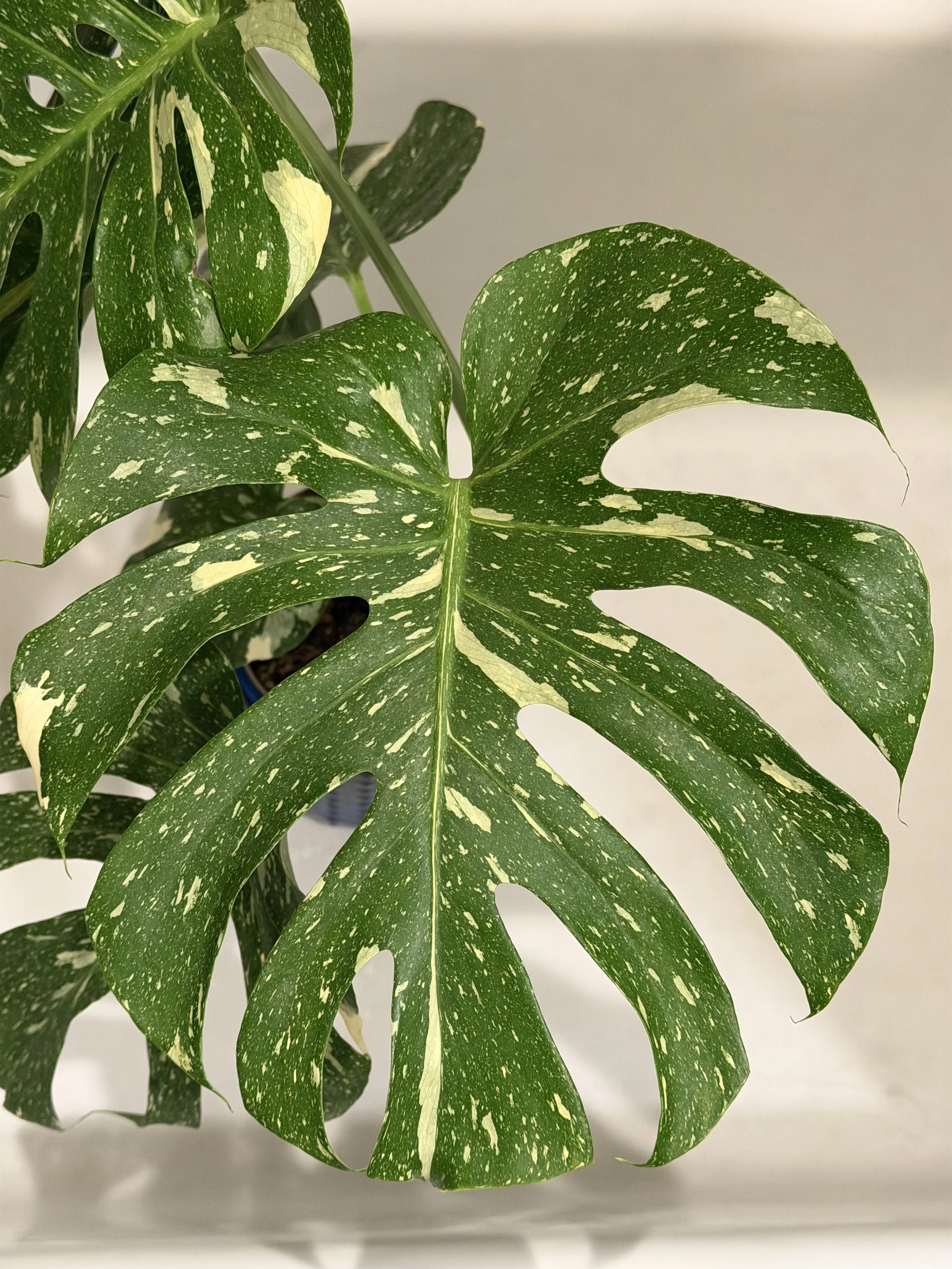 Monstera Thai