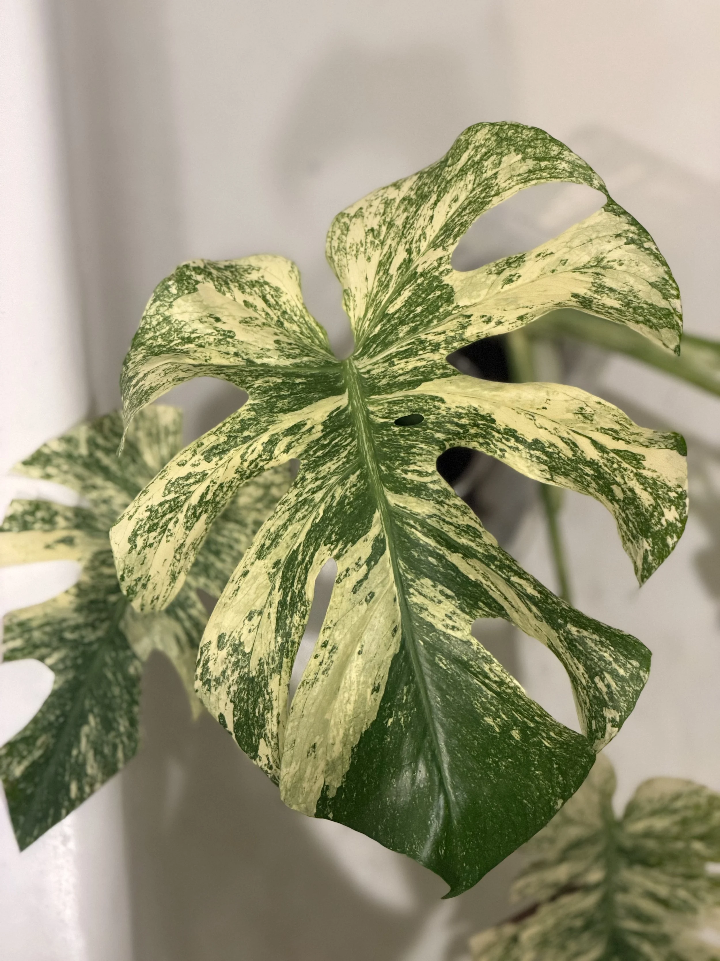 Monstera Mint