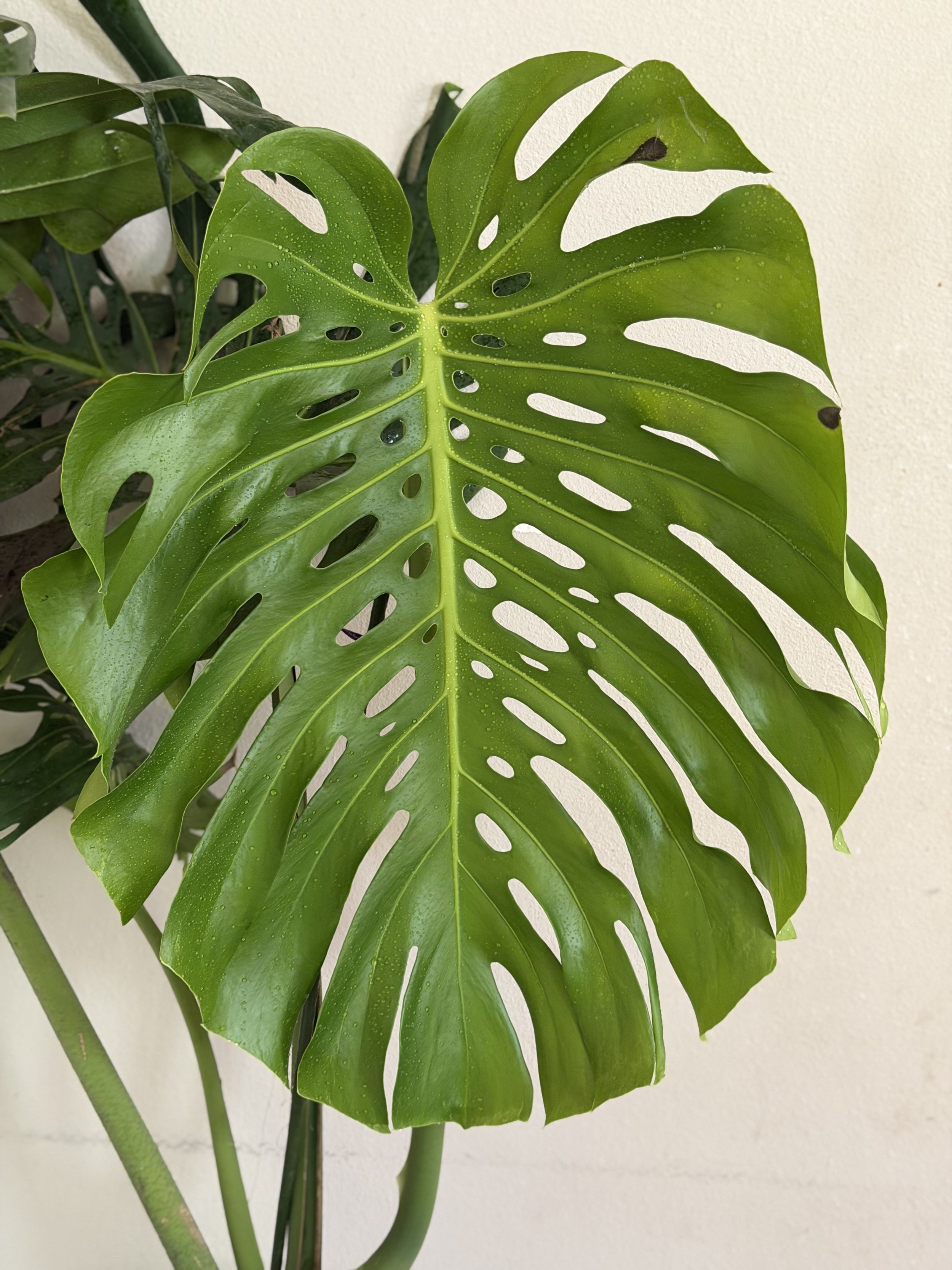 Monstera Deliciosa