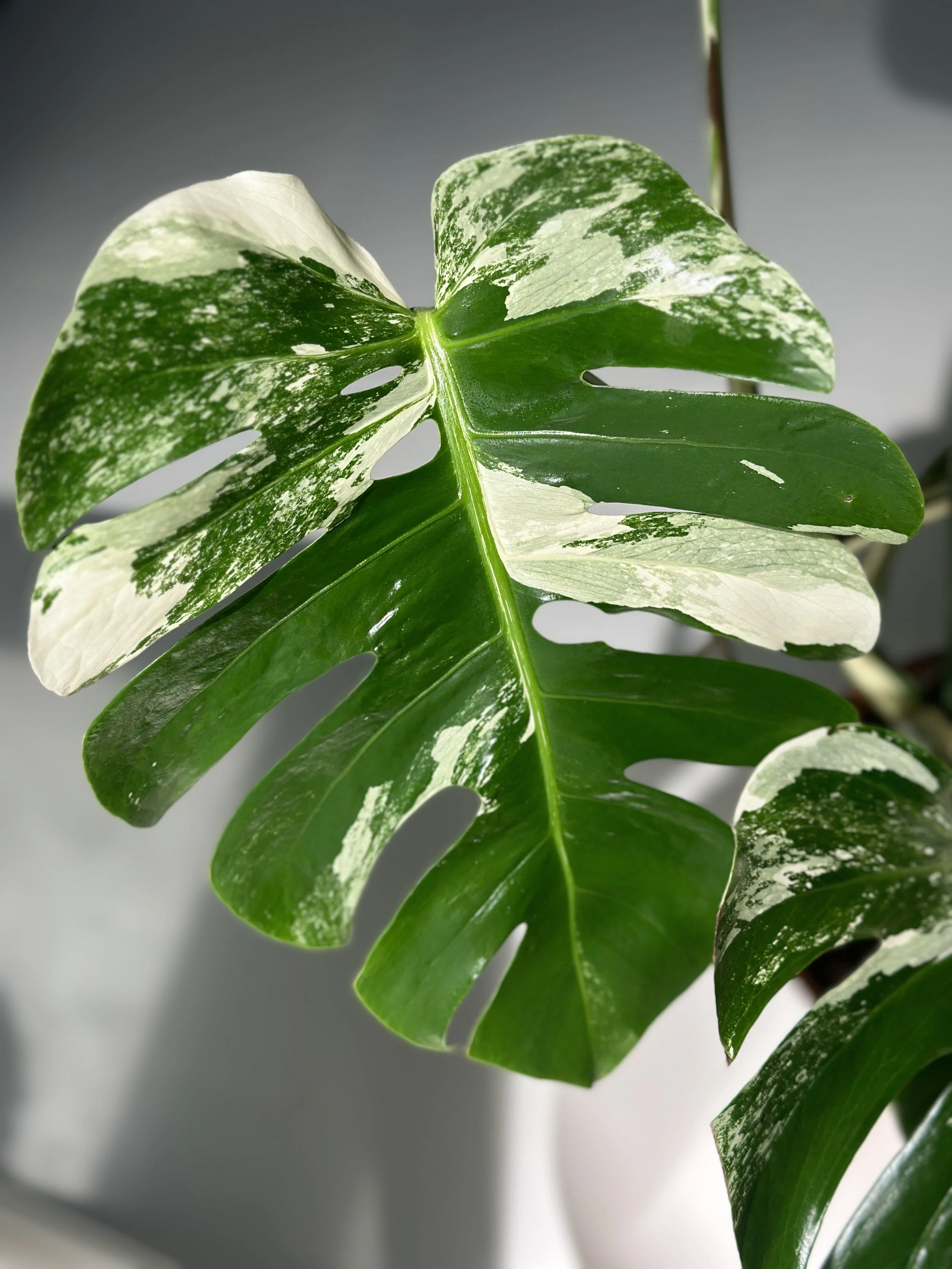 Monstera Albo