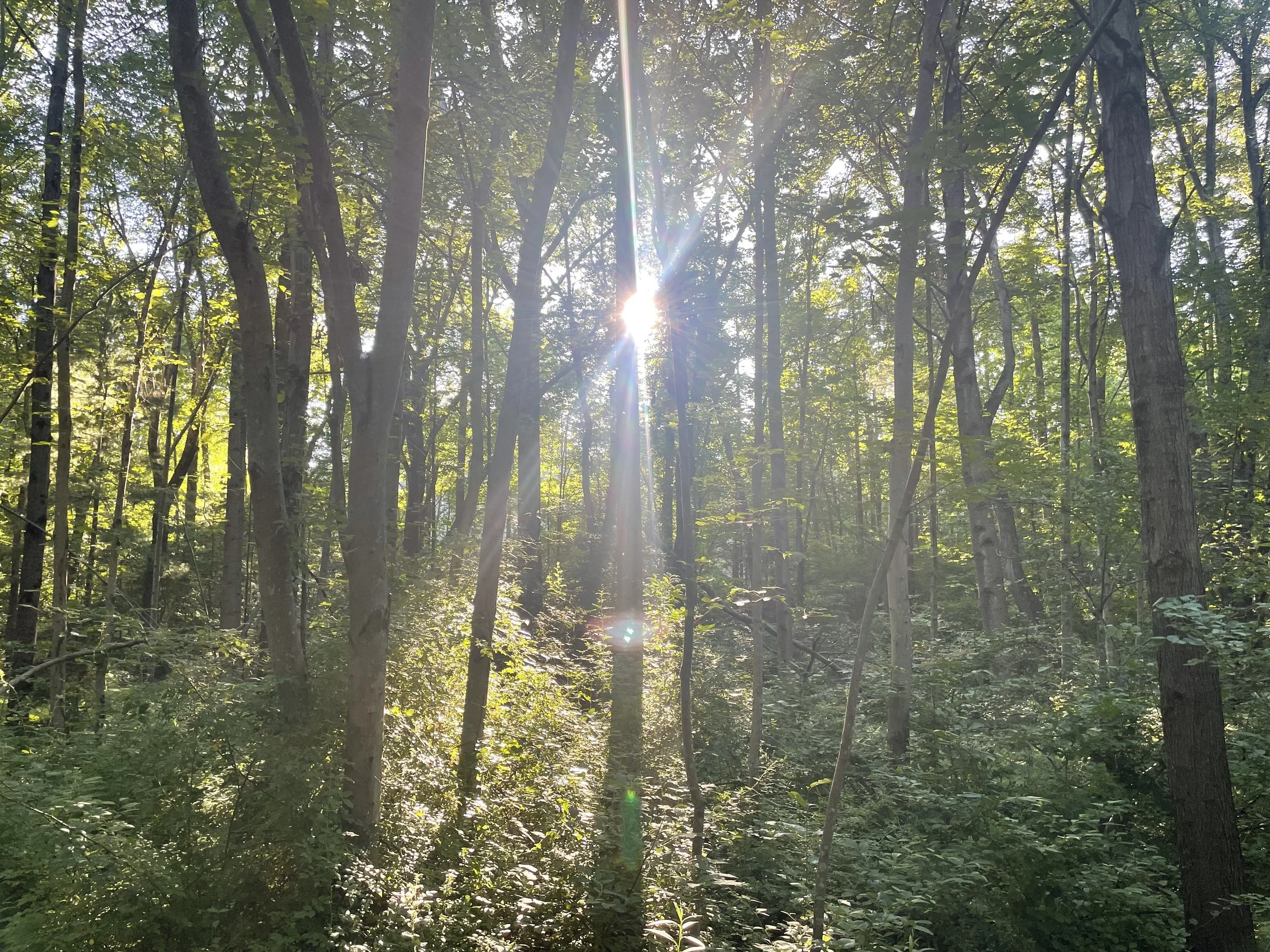Forest with filtered sunlight