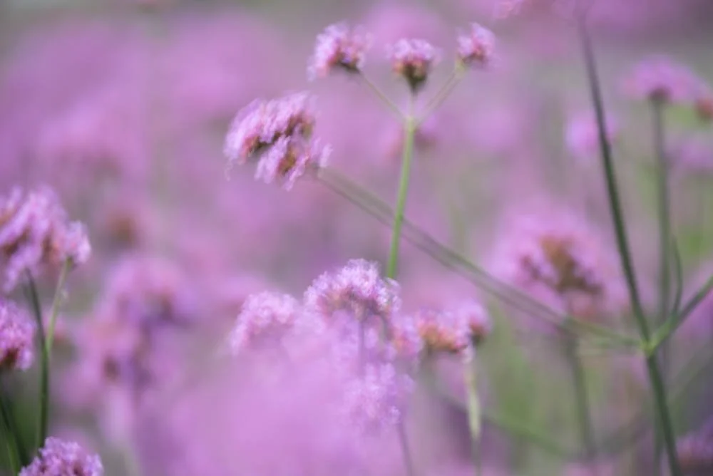 Silent Song of Purple Grace  