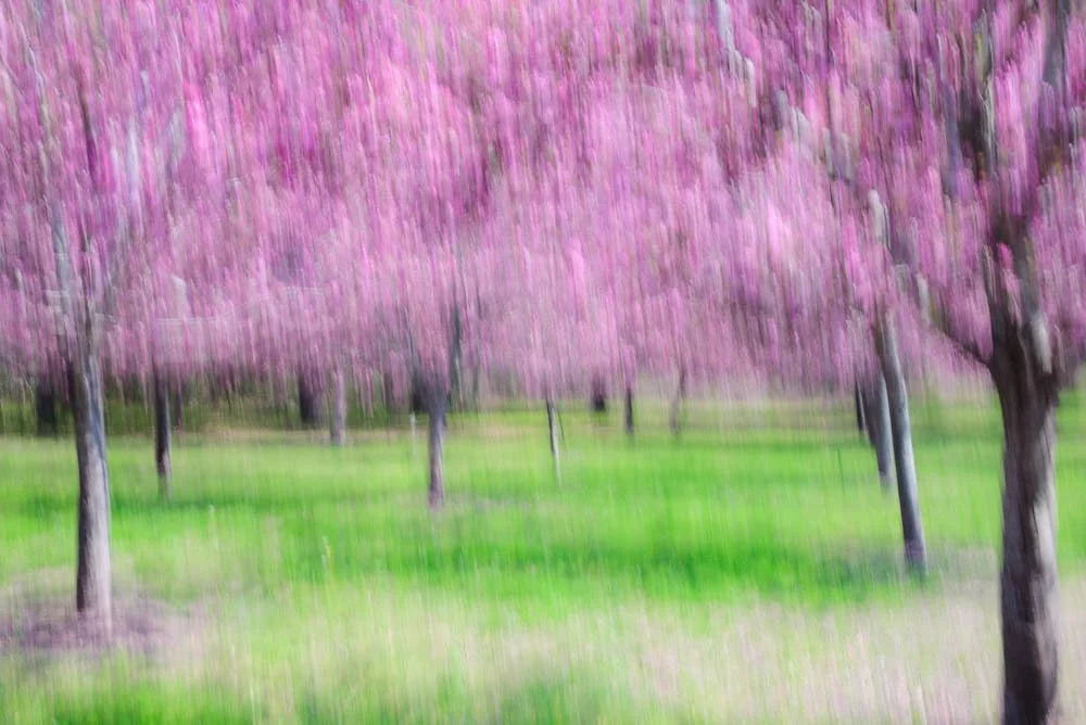 Echoes of Pink in Green Mist 


