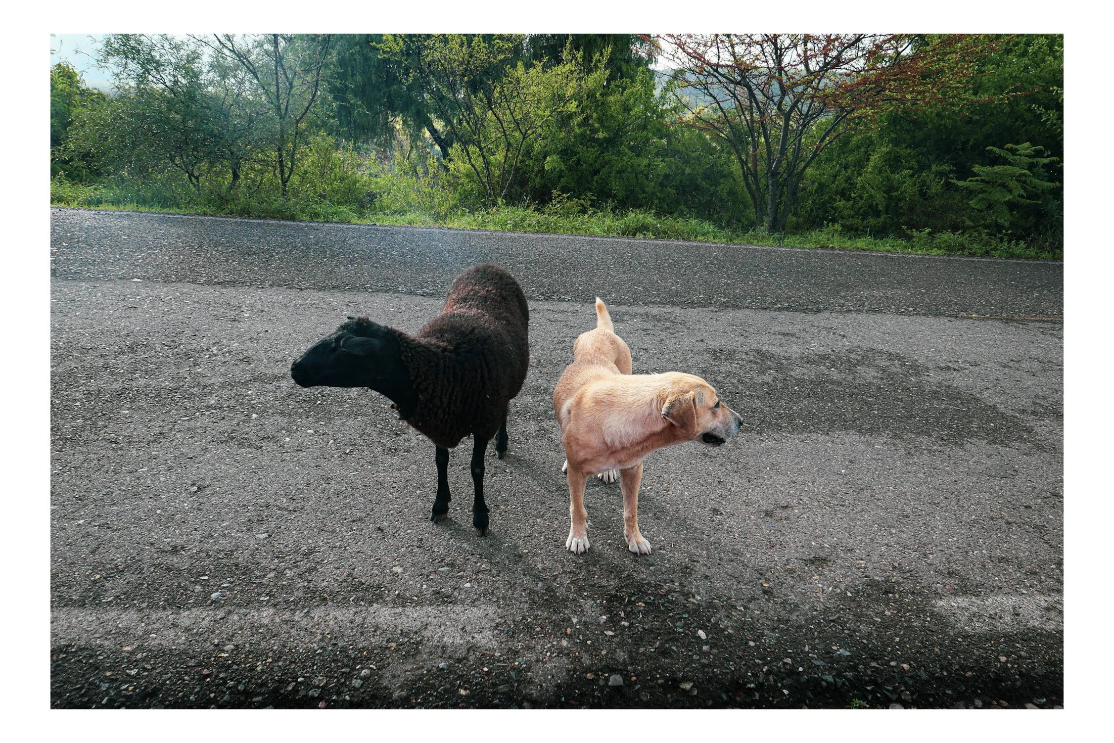 Two dogs, one black and one tan, standing on a paved road with green trees and bushes in the background.