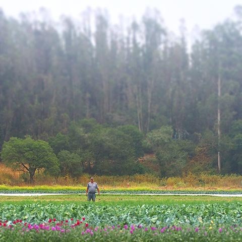 Person walking in a field with colorful flowers, lush green trees, and a forested hillside in the background.