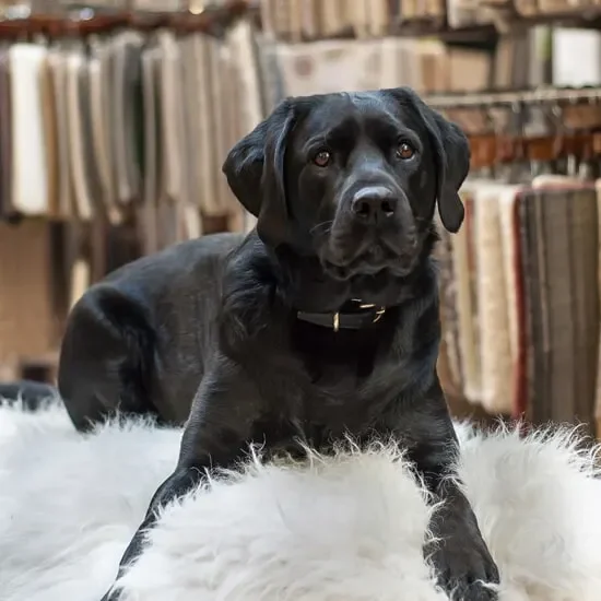 A black Labrador retriever lying on a plush white rug in a room with bookshelves in the background.