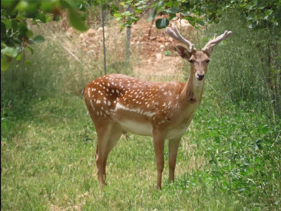 A Persian fallow deer with velvet antlers standing in tall grass beneath leafy branches