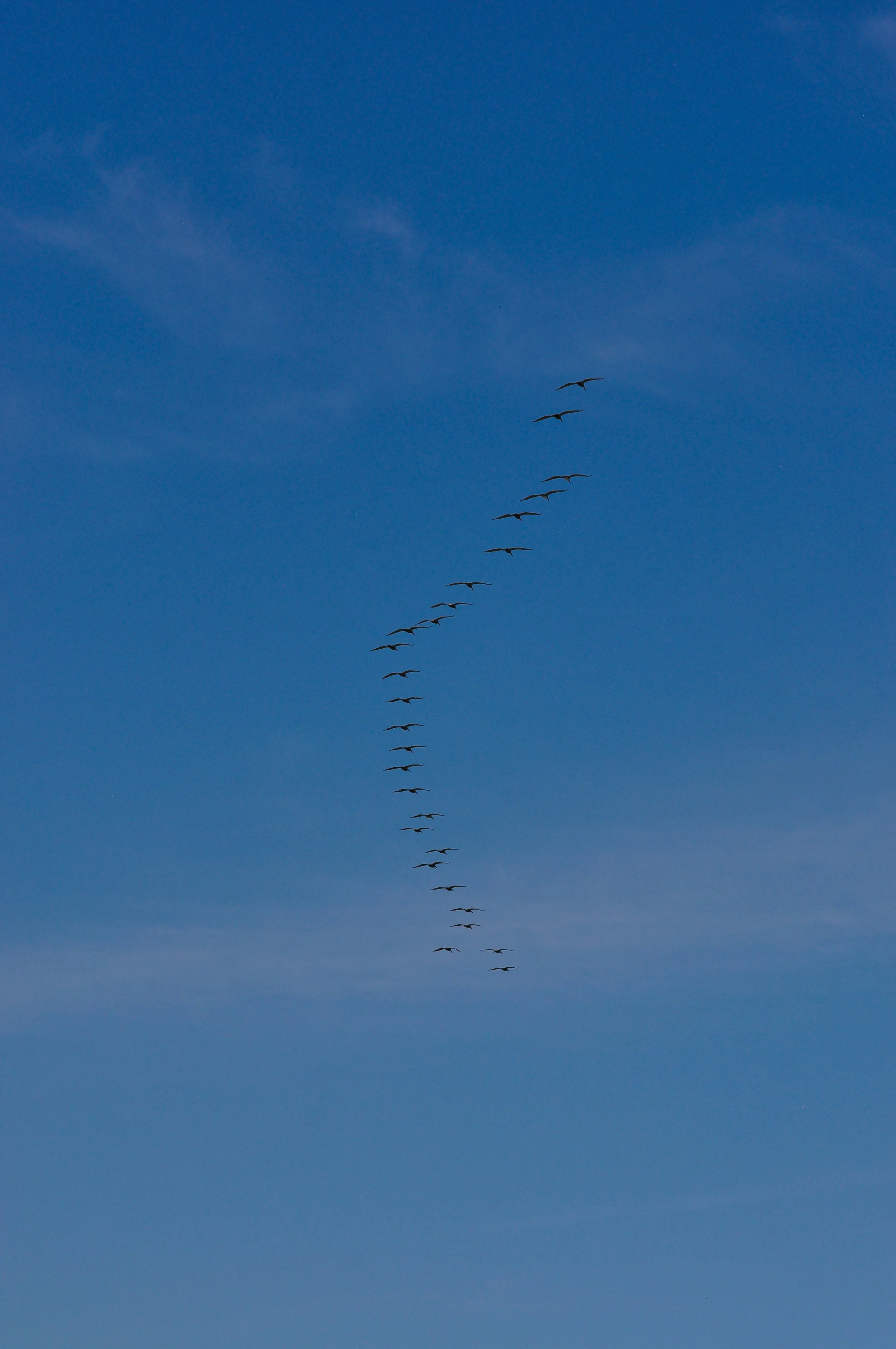 A flock of birds flying in a V formation against a blue sky with light clouds.