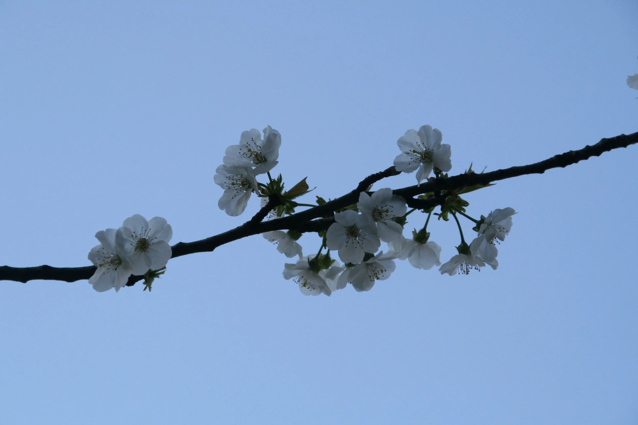 Close-up of white cherry blossoms on a tree branch with a blue sky in the background.