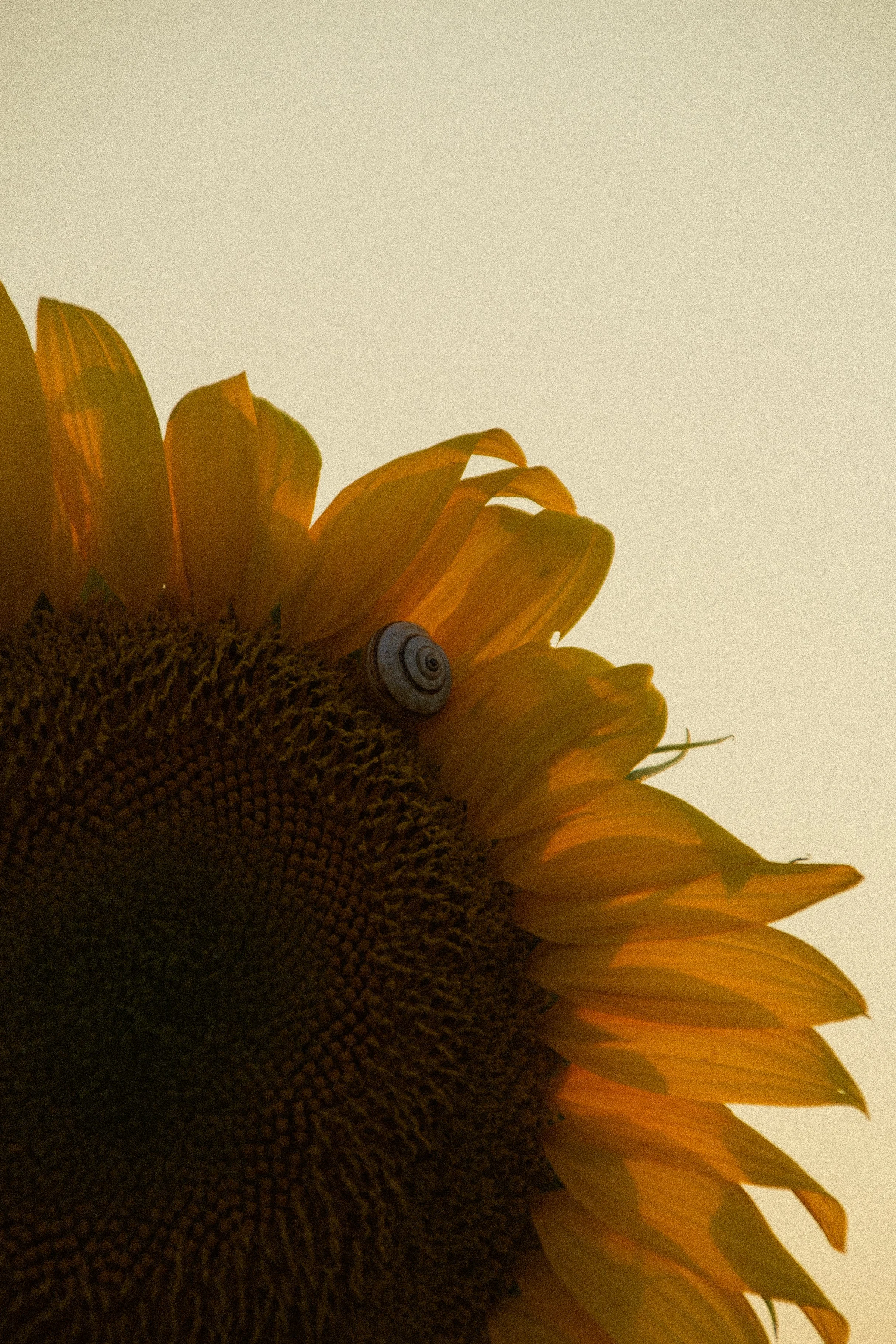 Close-up of a sunflower with vibrant yellow petals and a seed-filled center, against a soft, pale background.