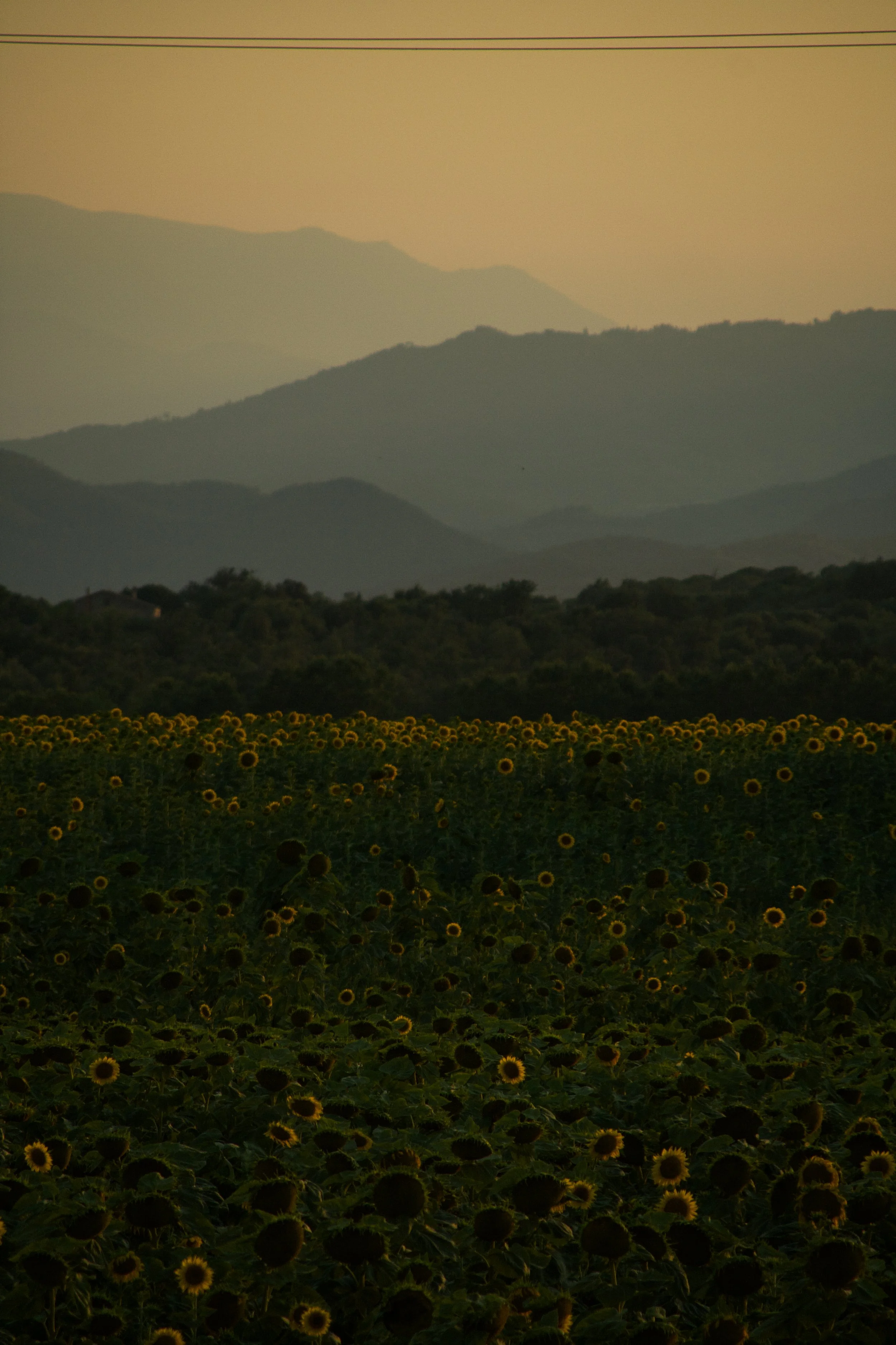 Sunflower field with mountains in the background during dusk or dawn.