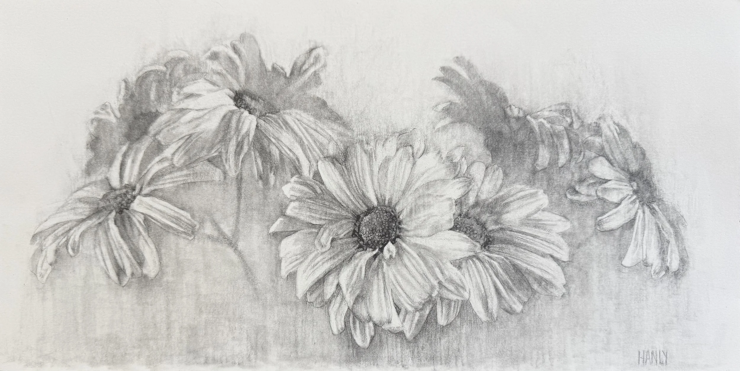2026 Daisies Drawing 7.29.26.jpg