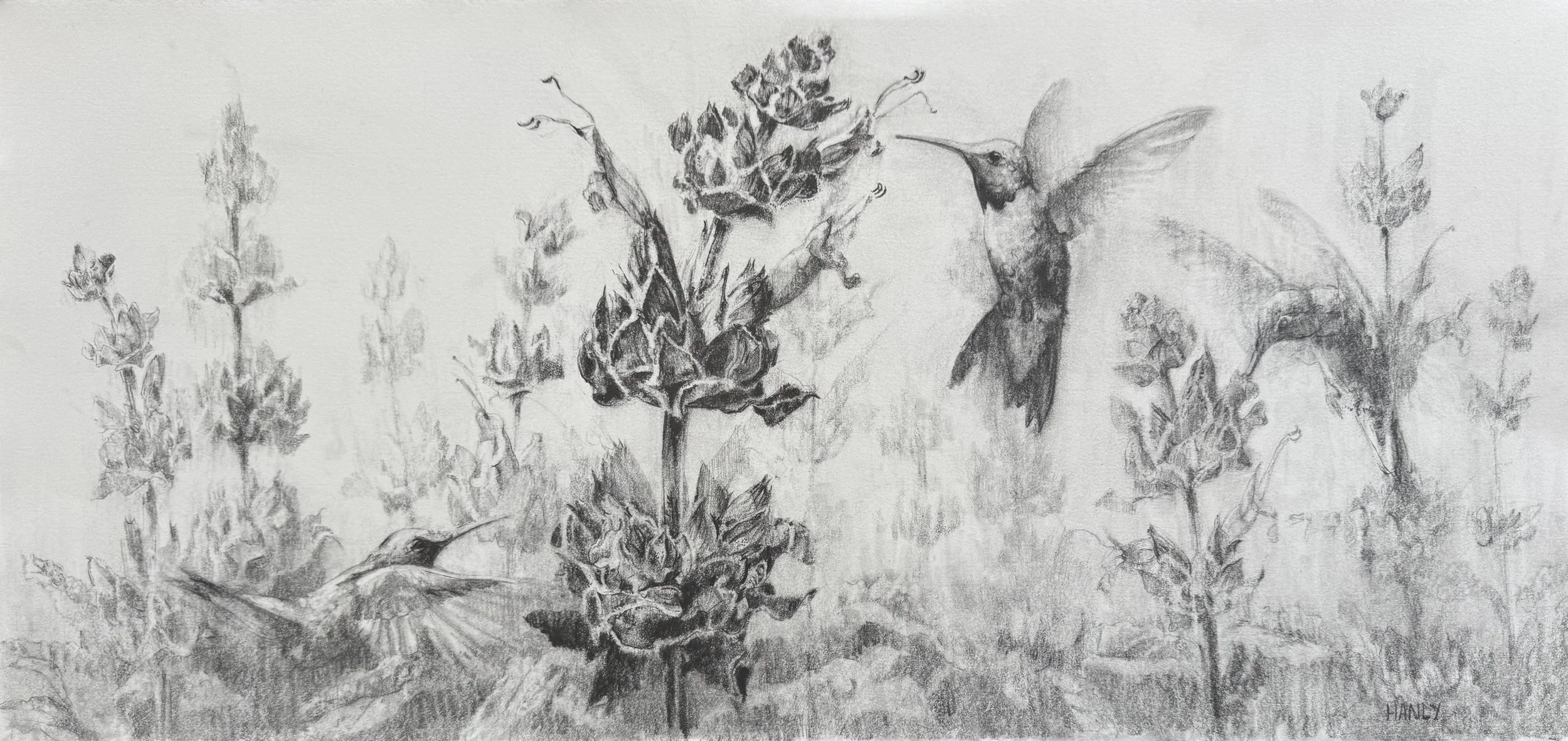 2026Hummingbird Sage.jpg