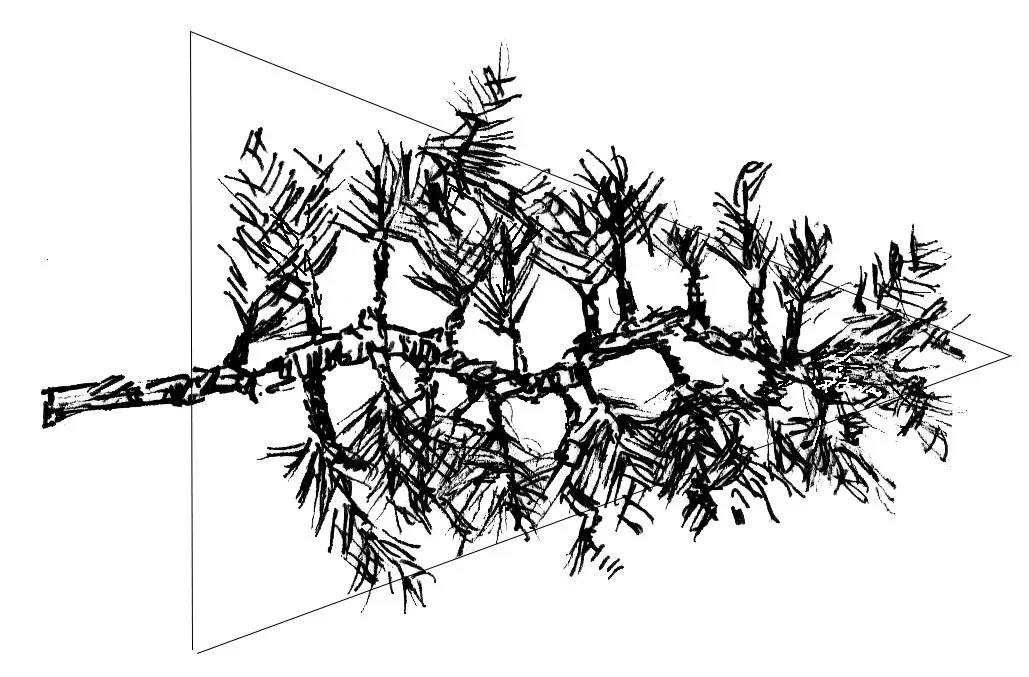 Black and white sketch rendering of a branch with leaves.