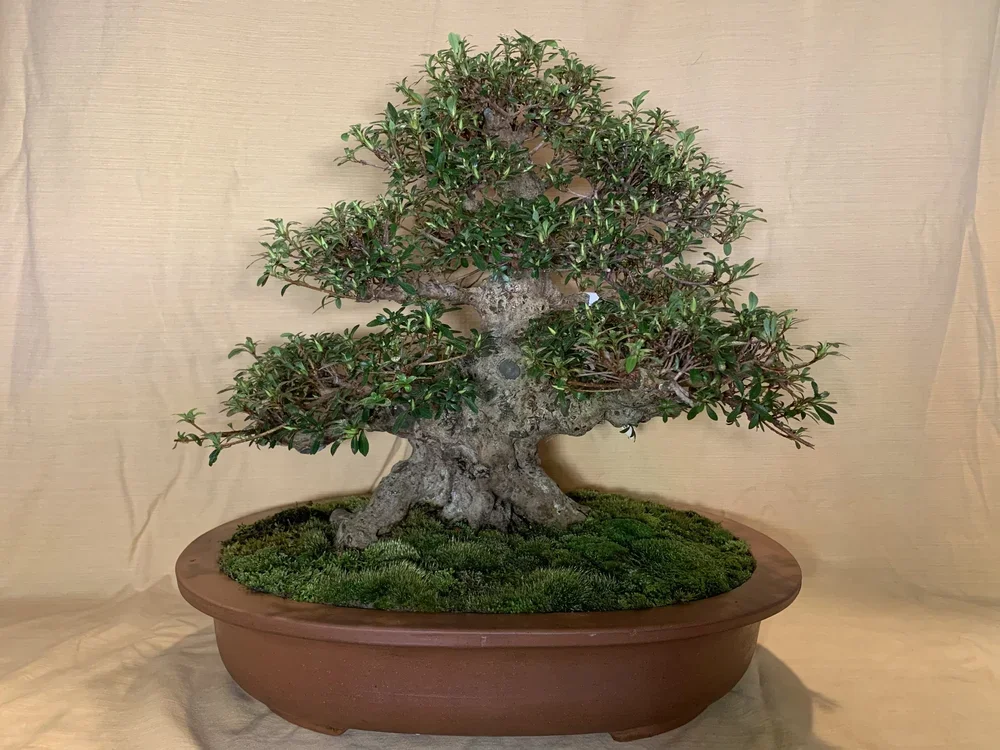 A bonsai tree in a brown pot with green moss on the soil, set against a beige background.