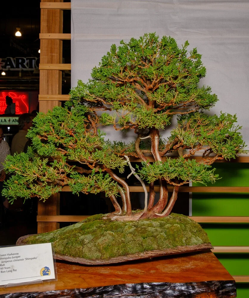 A bonsai tree on a wooden table with a moss-covered base, set against a background of wooden slats and a gray wall.