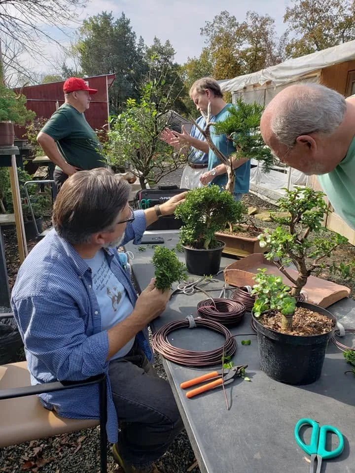Four people gathered outdoors around a table with potted bonsai trees, gardening tools, and wires, engaging in a gardening activity on a sunny day.