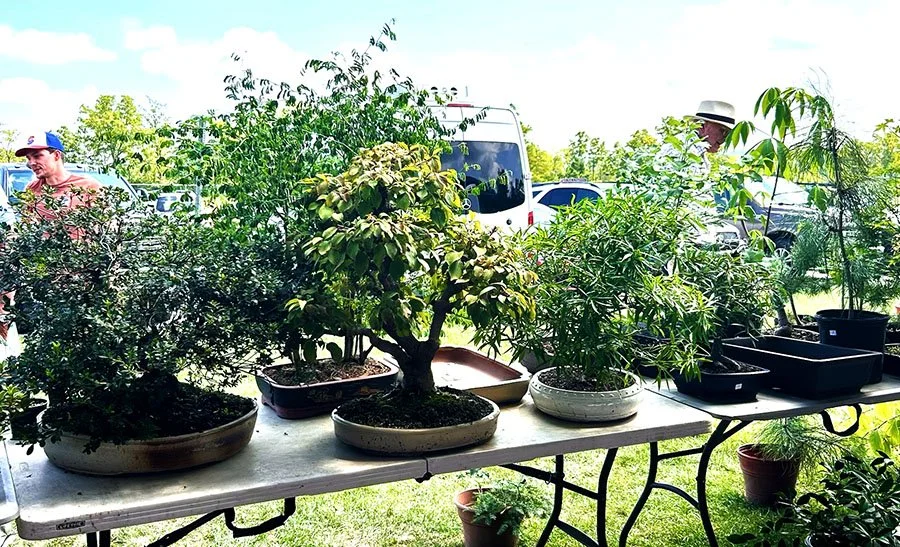 Display of various potted plants, mainly small trees and shrubs, on a table outdoors with cars and trees in the background.