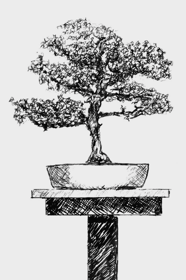 Sketch of a bonsai tree in a pot on a stand.