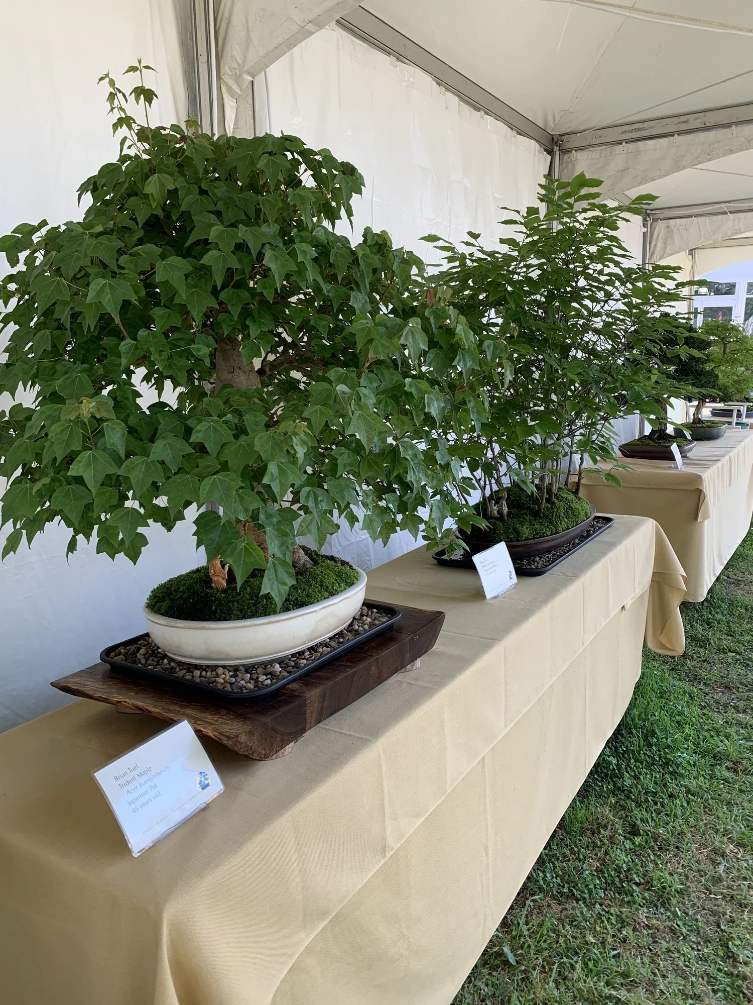 Display of potted bonsai trees on a table covered with a beige tablecloth inside a tent at a plant exhibition.