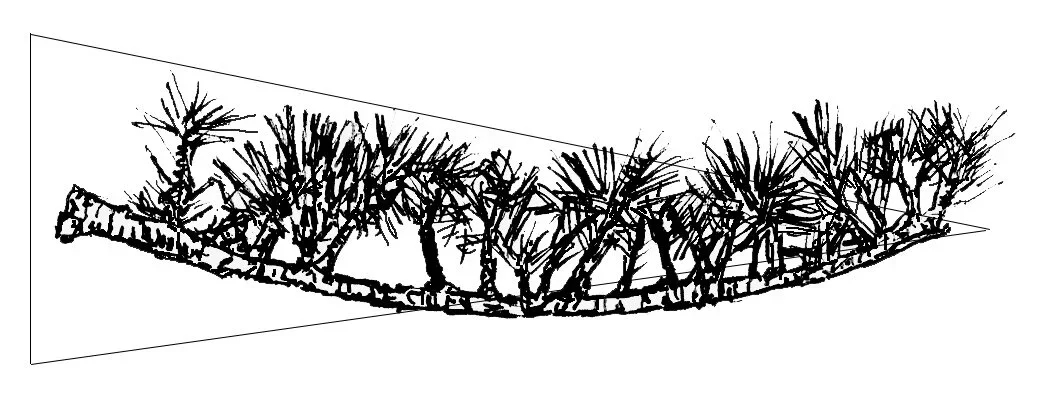 Drawing of a long, curved branch with numerous small, spiky leaves or needles.