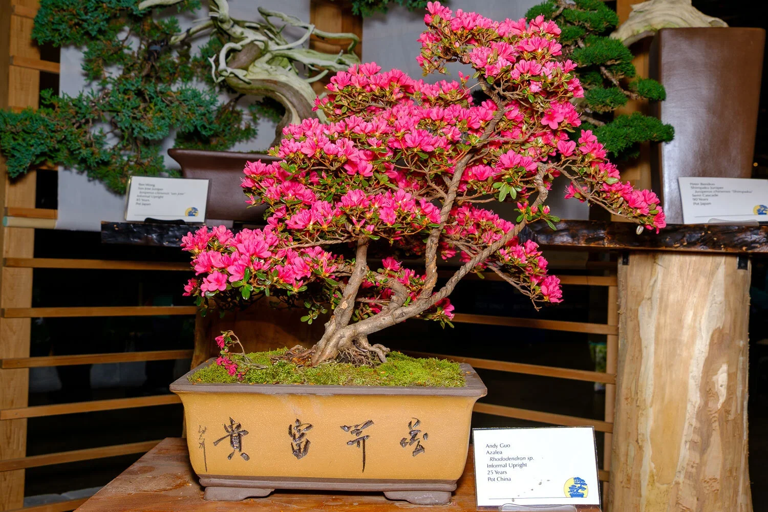Pink flowering bonsai tree in a rectangular ceramic pot with Chinese characters on it, displayed on a wooden surface with a sign in front providing information about the plant.