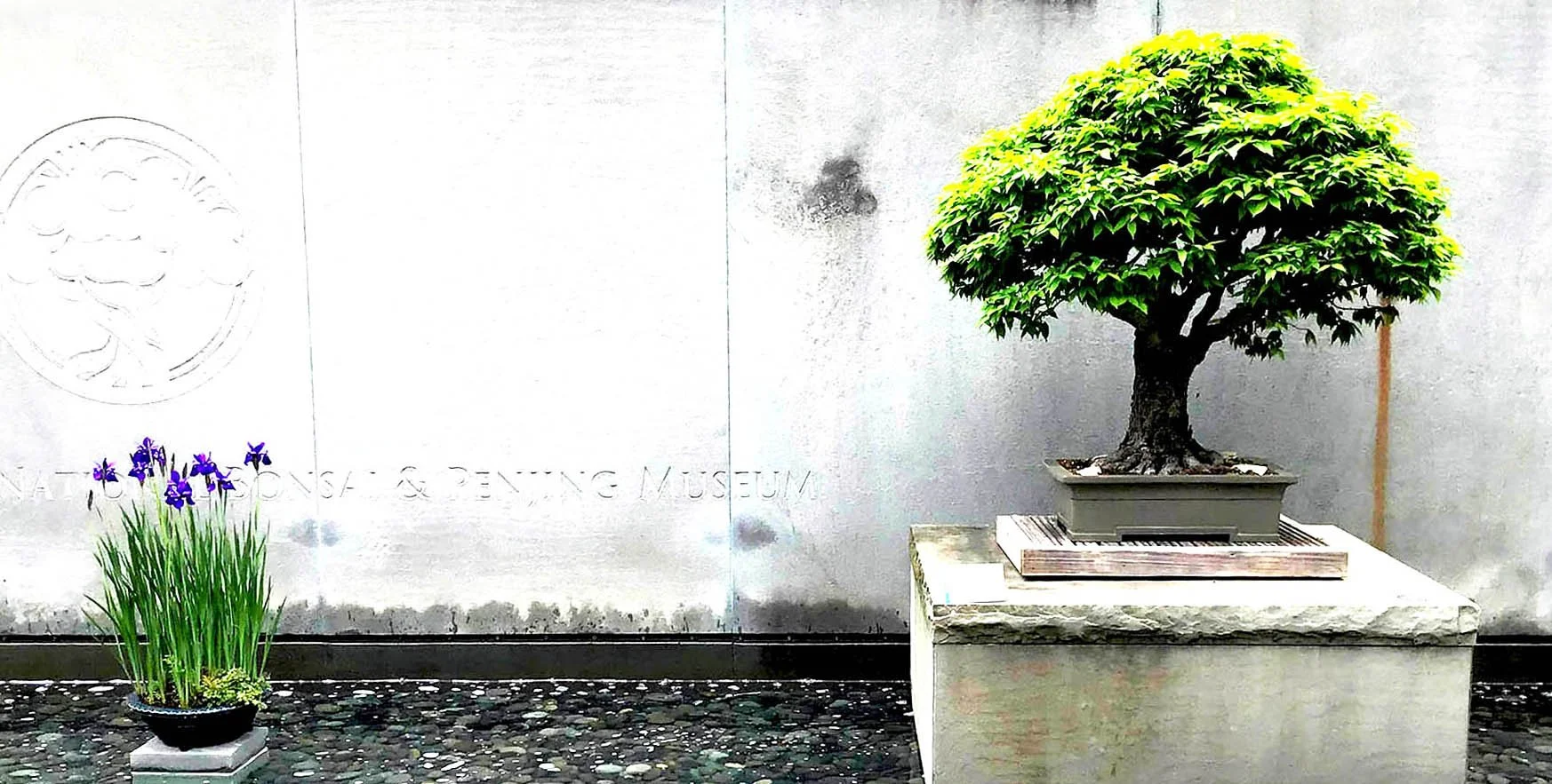 Potted bonsai tree on a concrete pedestal and a pot of purple irises against a white wall with minimal decoration and partial text reading 'NATIONAL...'.