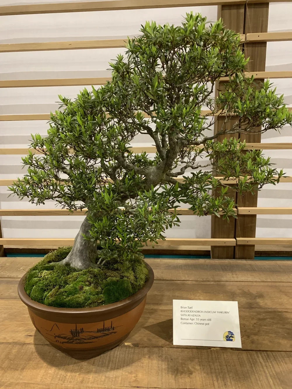 A bonsai tree in a brown Chinese pot with a drawing of ships, placed on a wooden surface. A white sign with information about the bonsai is in front of the pot.