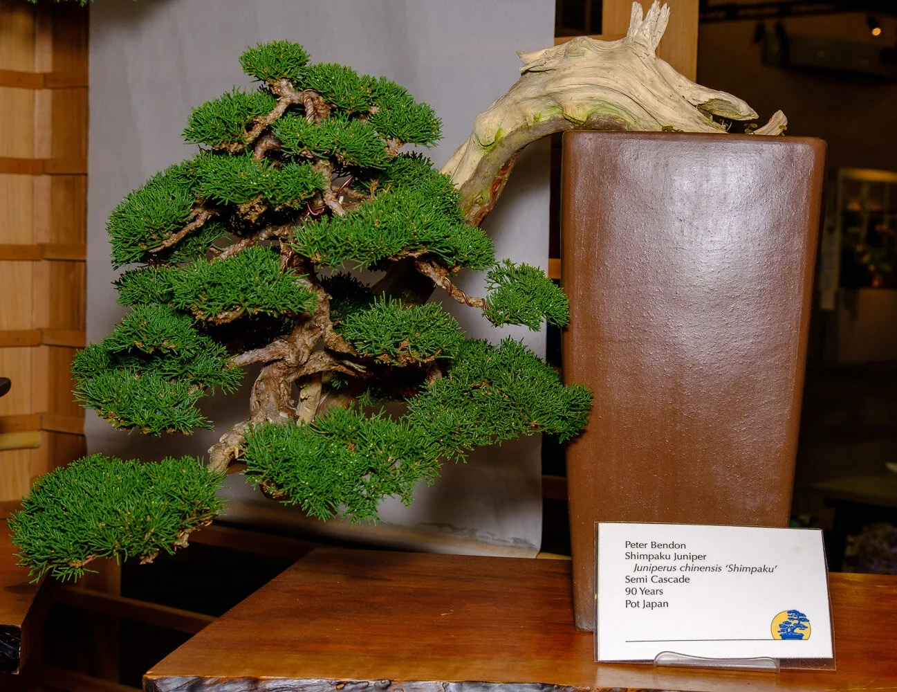 A bonsai Shimpaku Juniper tree on display next to a tall, rectangular, brown ceramic pot with a curved driftwood piece in the background.